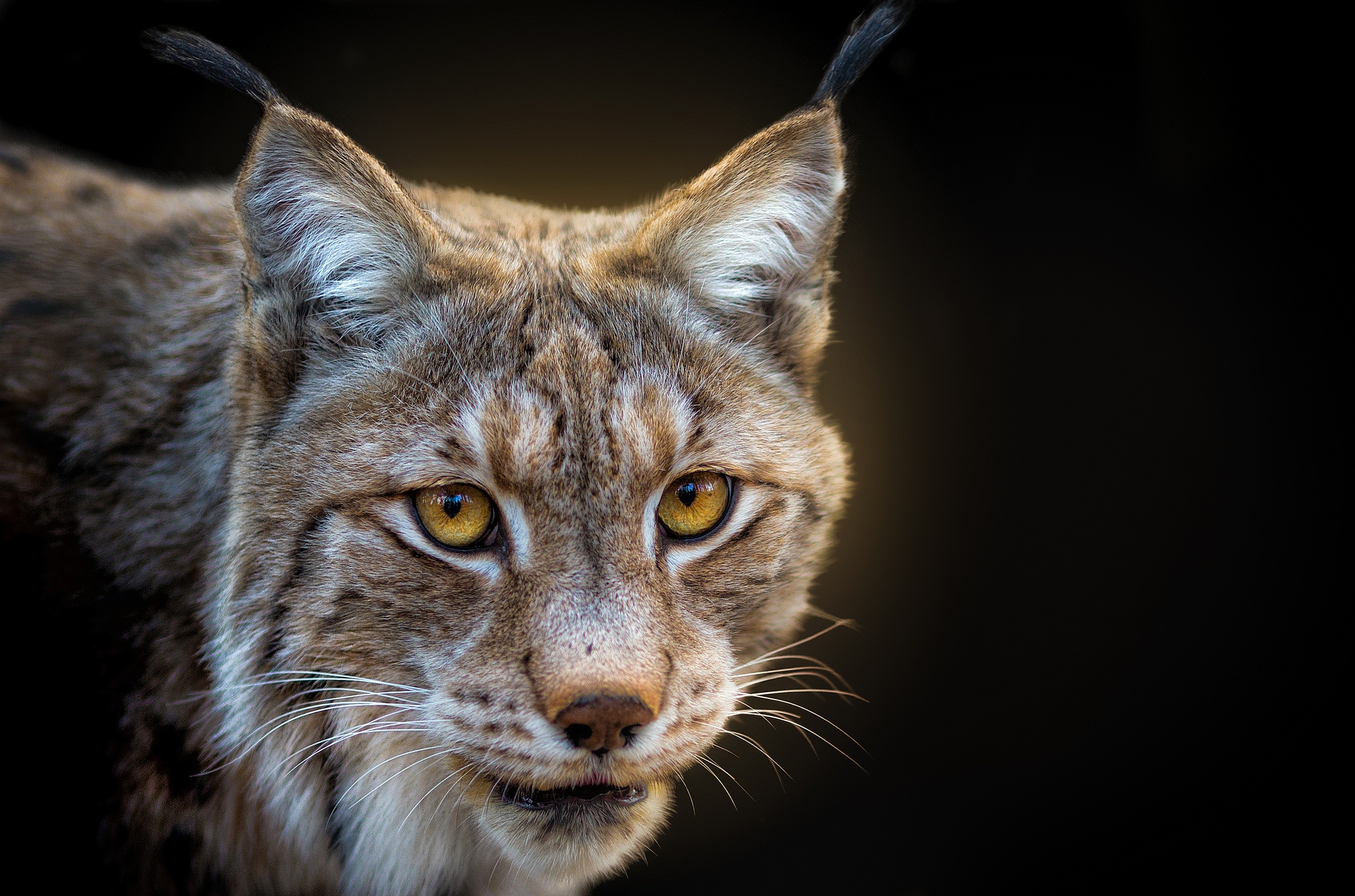 Handy-Wallpaper Tiere, Katzen, Luchs kostenlos herunterladen.