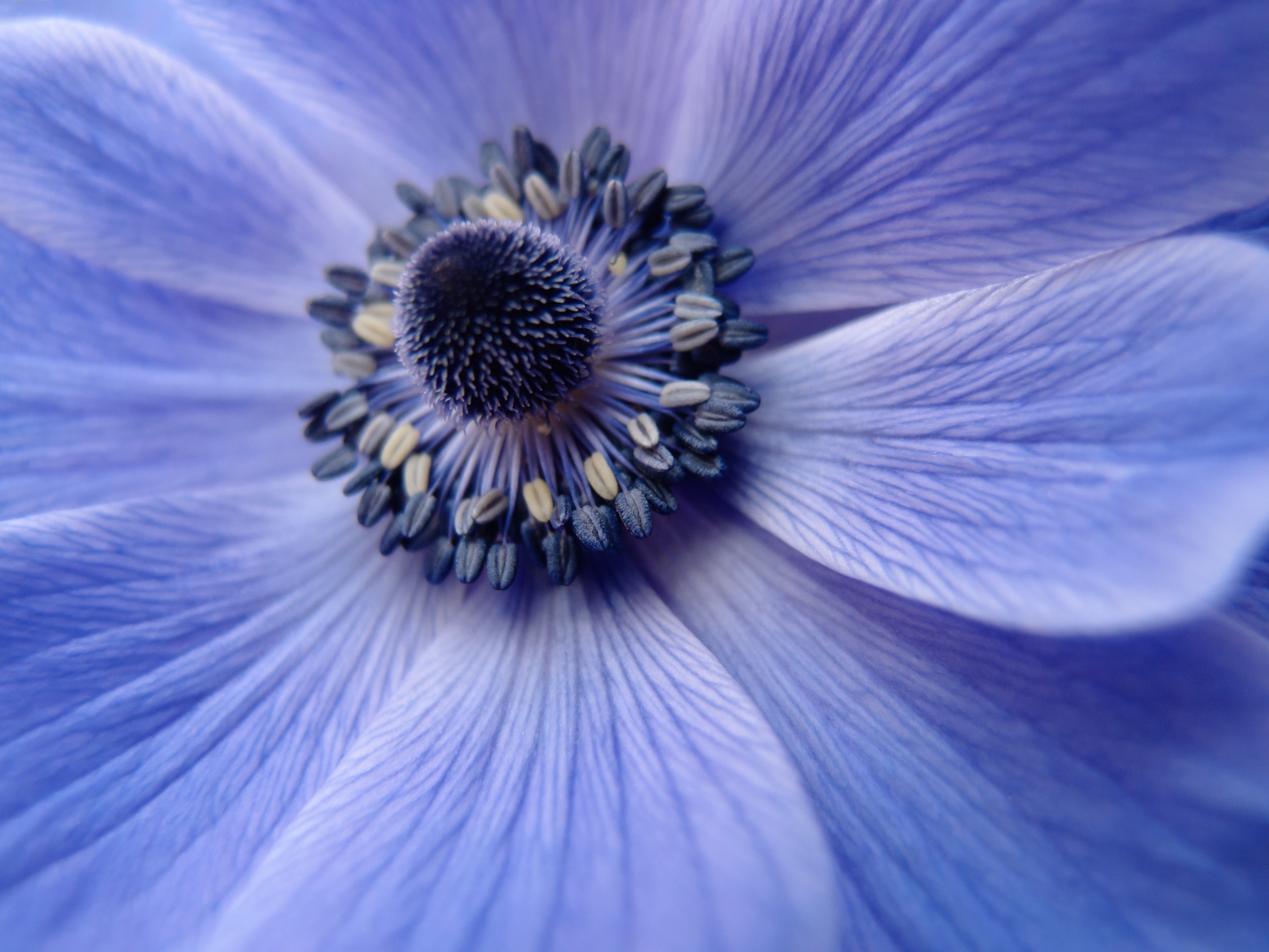 無料モバイル壁紙フラワーズ, 花, 大きい, 地球, 青い花をダウンロードします。