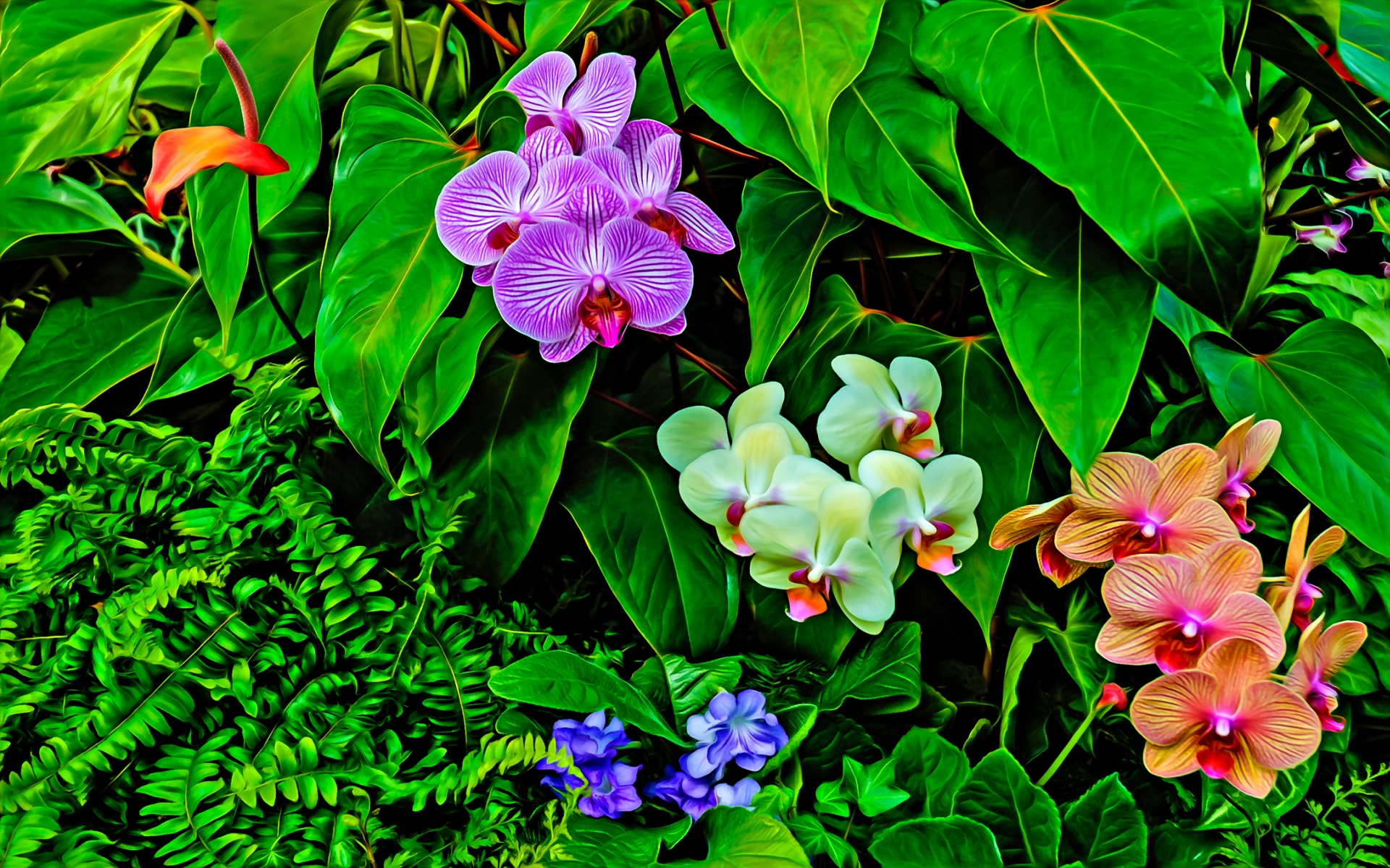 Скачать обои бесплатно Орхидея, Земля/природа, Флауэрсы картинка на рабочий стол ПК