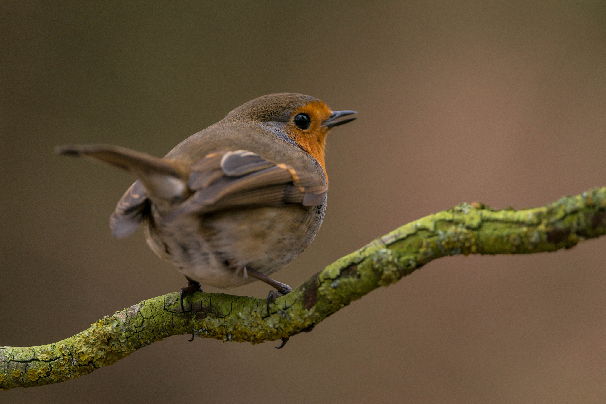 Laden Sie das Tiere, Vögel, Vogel-Bild kostenlos auf Ihren PC-Desktop herunter