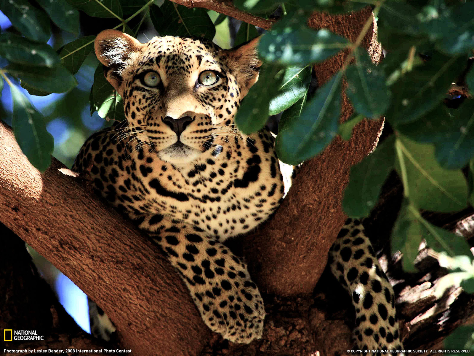 Download mobile wallpaper Cats, Leopard, Close Up, Leaf, Branch, Animal for free.