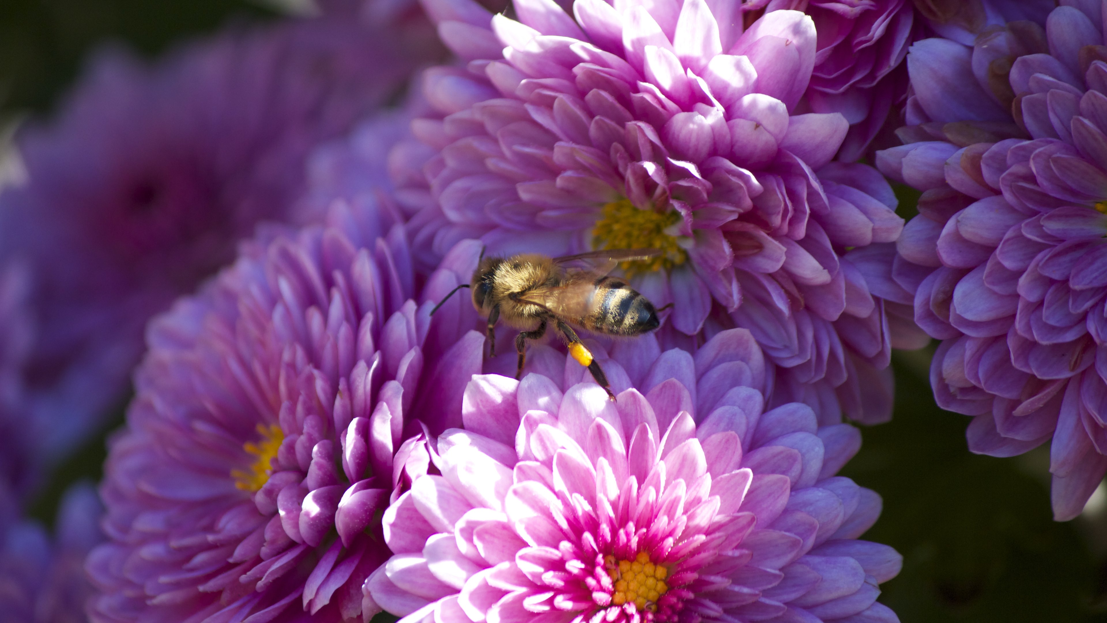 Скачати мобільні шпалери Бджола, Комаха, Комахи, Рожева Квітка, Квітка, Тварина безкоштовно.