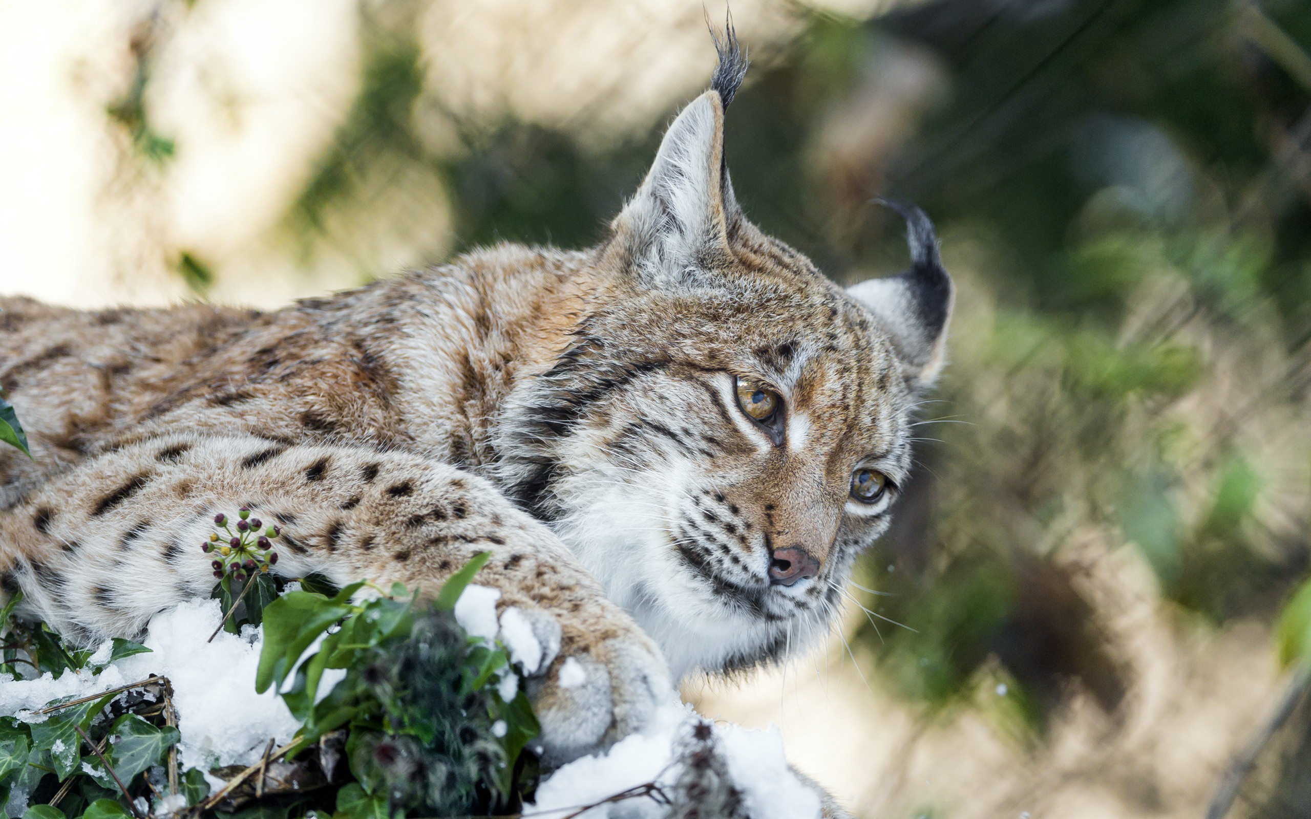 Free download wallpaper Lynx, Cats, Animal on your PC desktop