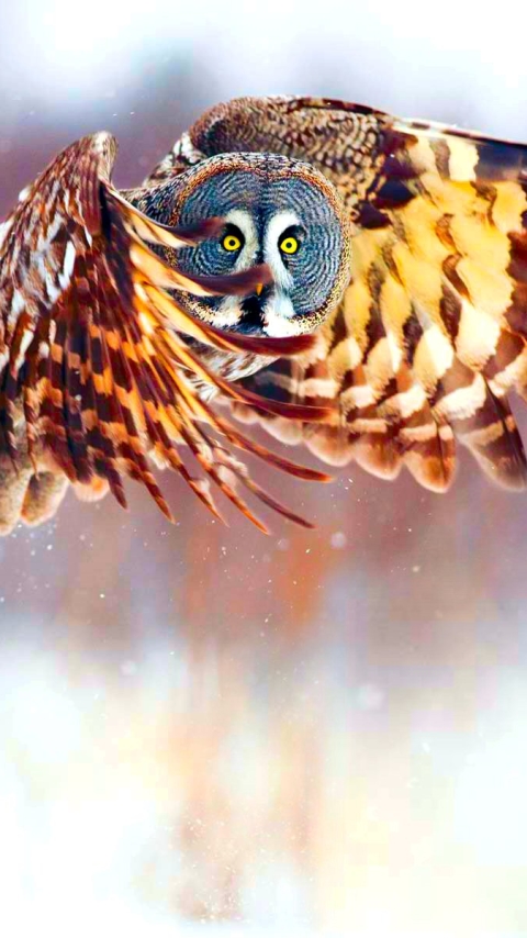 Download mobile wallpaper Birds, Owl, Bird, Animal, Pastel for free.