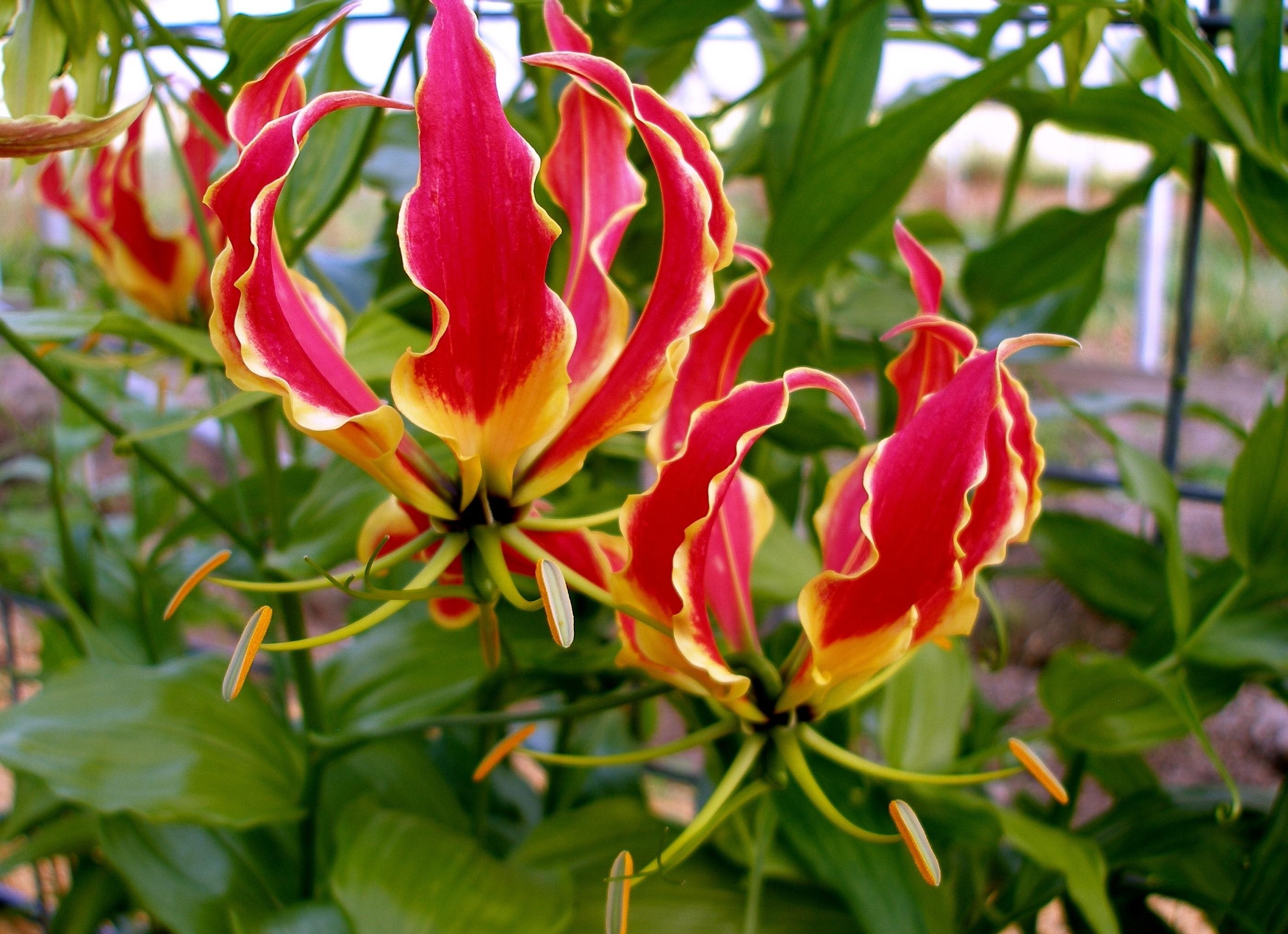 disbanded, flowers, flower, close up, stamens, gloriosa, glorioza, licentious