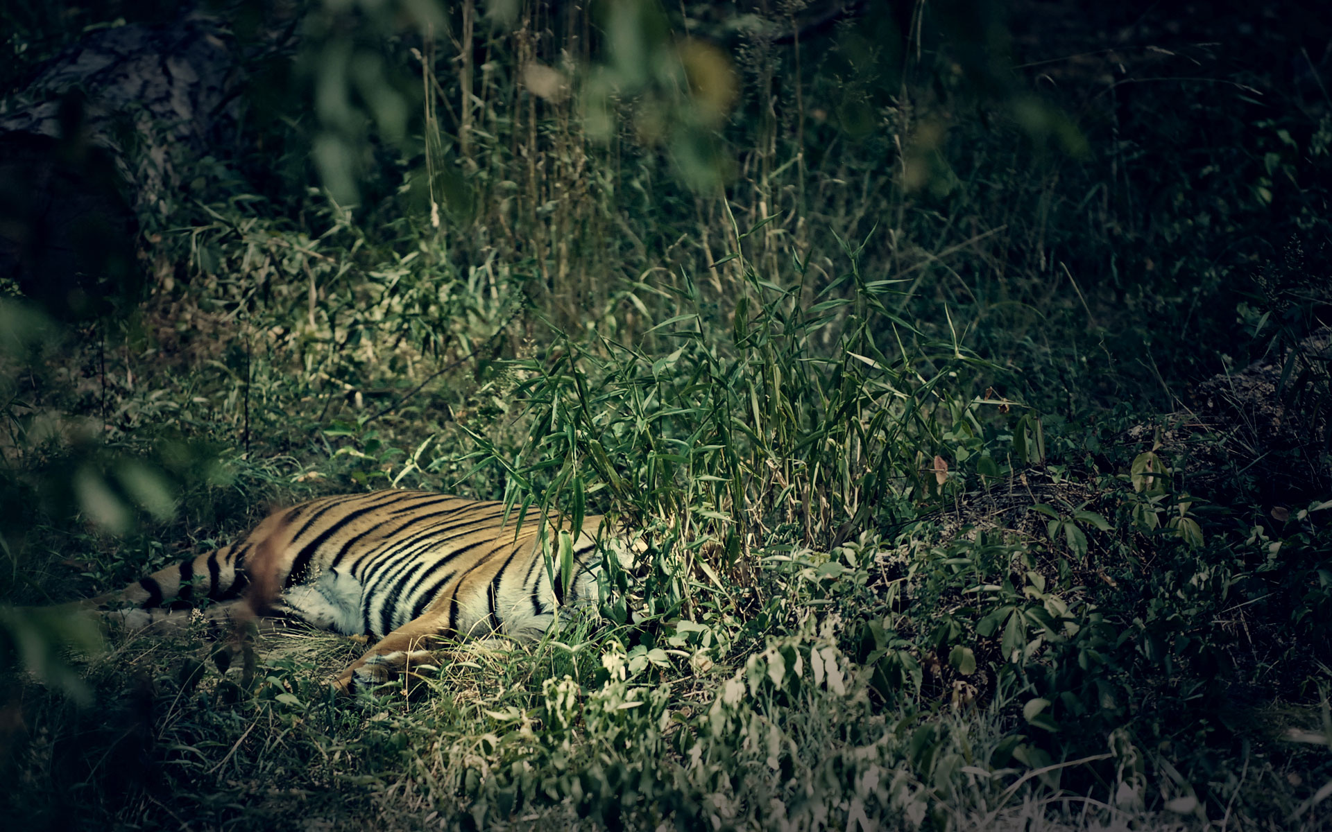 Baixe gratuitamente a imagem Animais, Gatos, Tigre na área de trabalho do seu PC