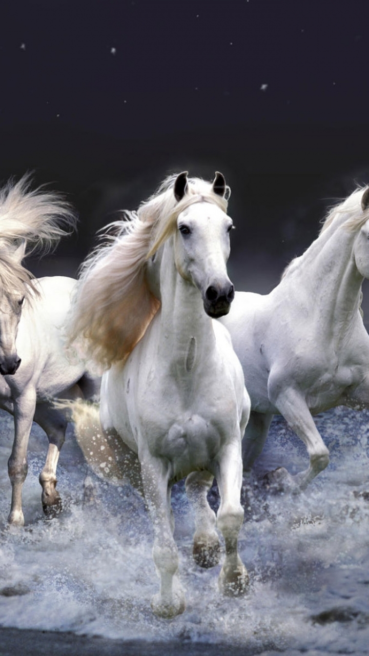 Download mobile wallpaper Fantasy, Sea, Ocean, Animal, Horse for free.