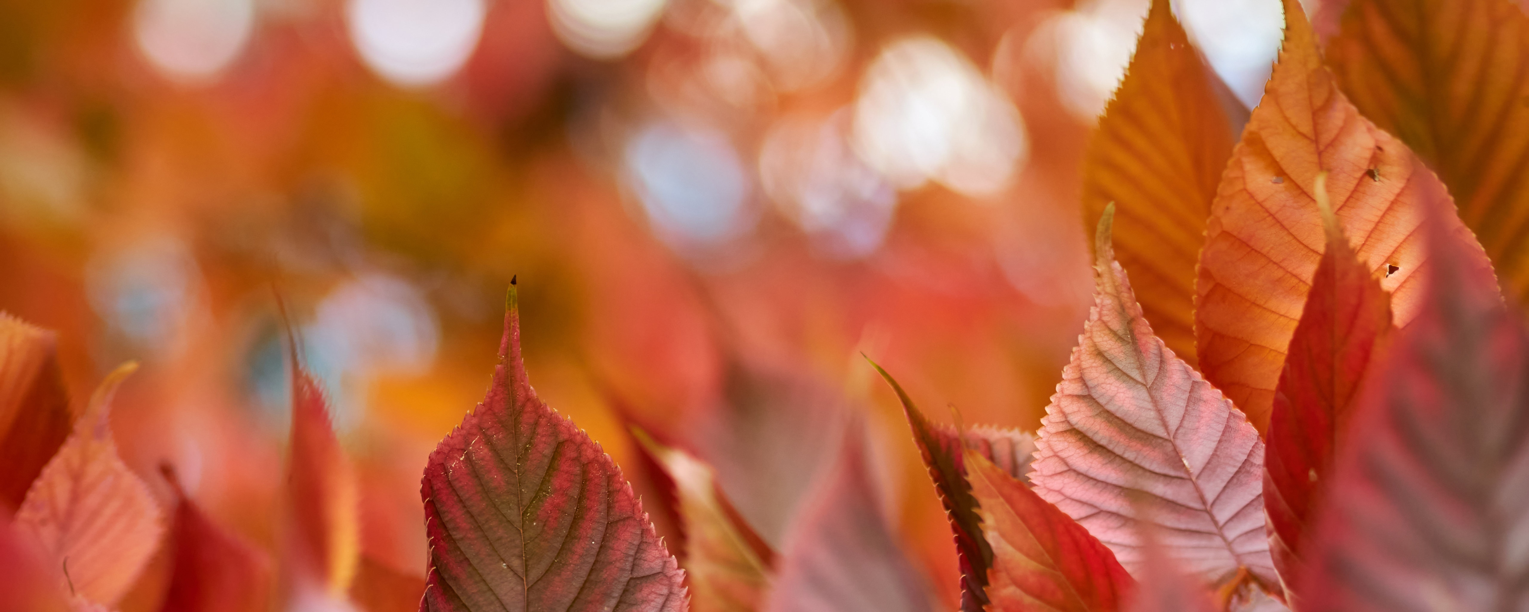 Download mobile wallpaper Macro, Leaf, Fall, Earth for free.