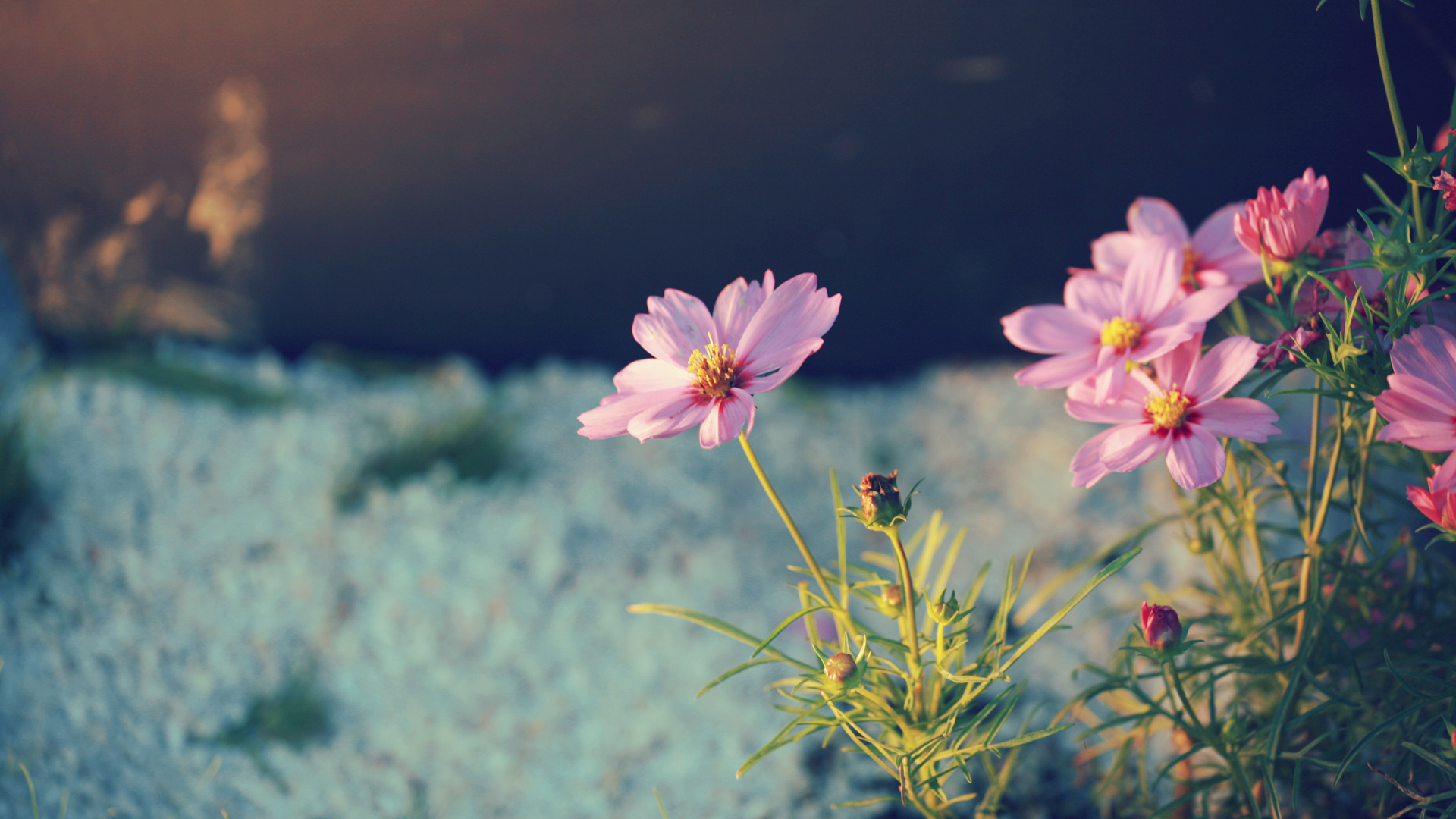 Laden Sie das Blumen, Blume, Erde/natur-Bild kostenlos auf Ihren PC-Desktop herunter