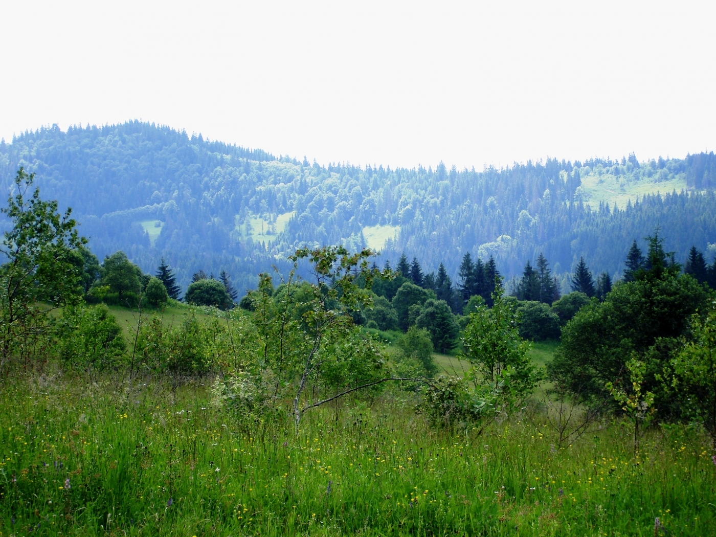 Baixar papel de parede para celular de Natureza, Paisagem gratuito.