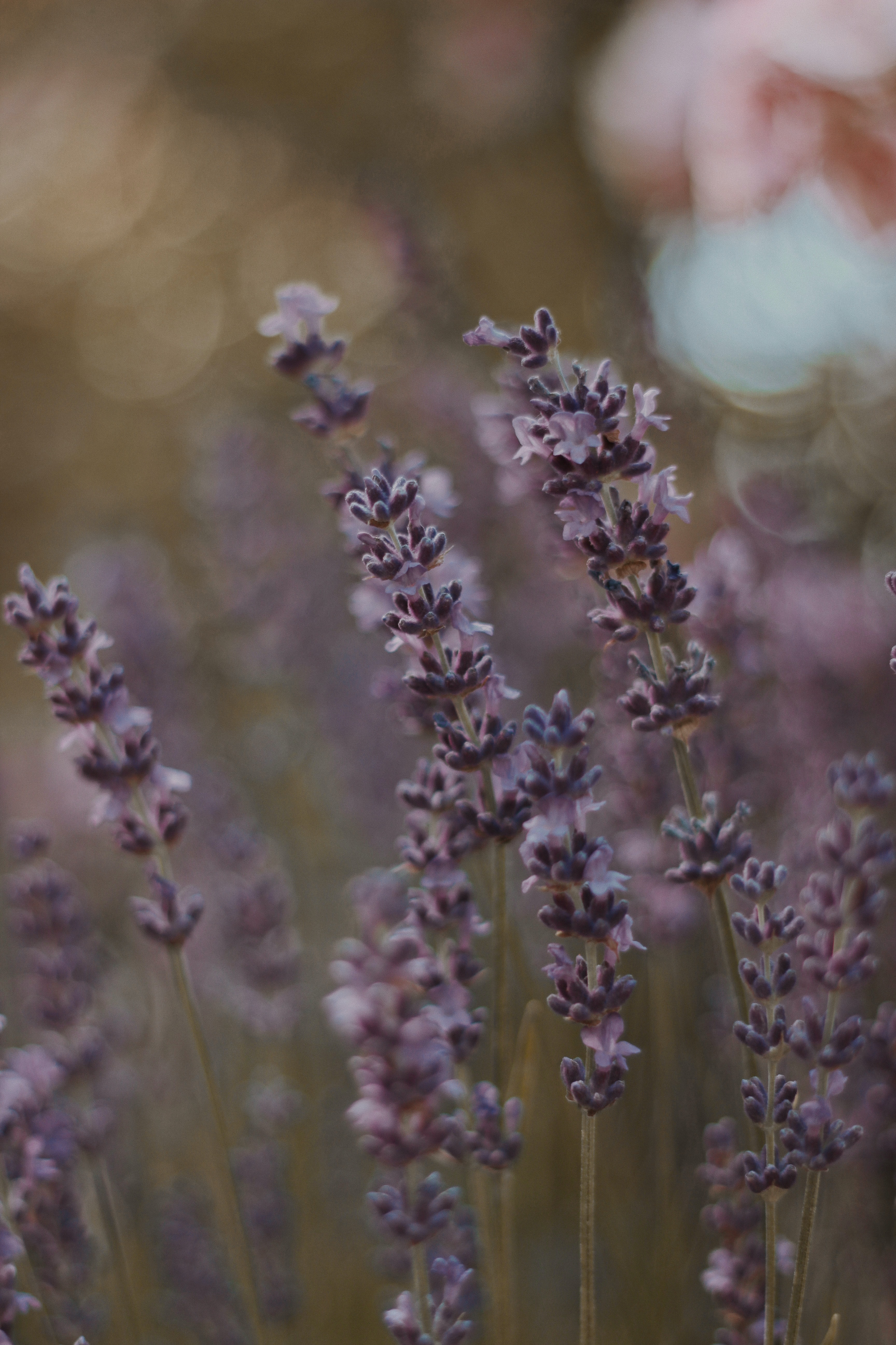 lavender, flowers, plant, bloom, flowering