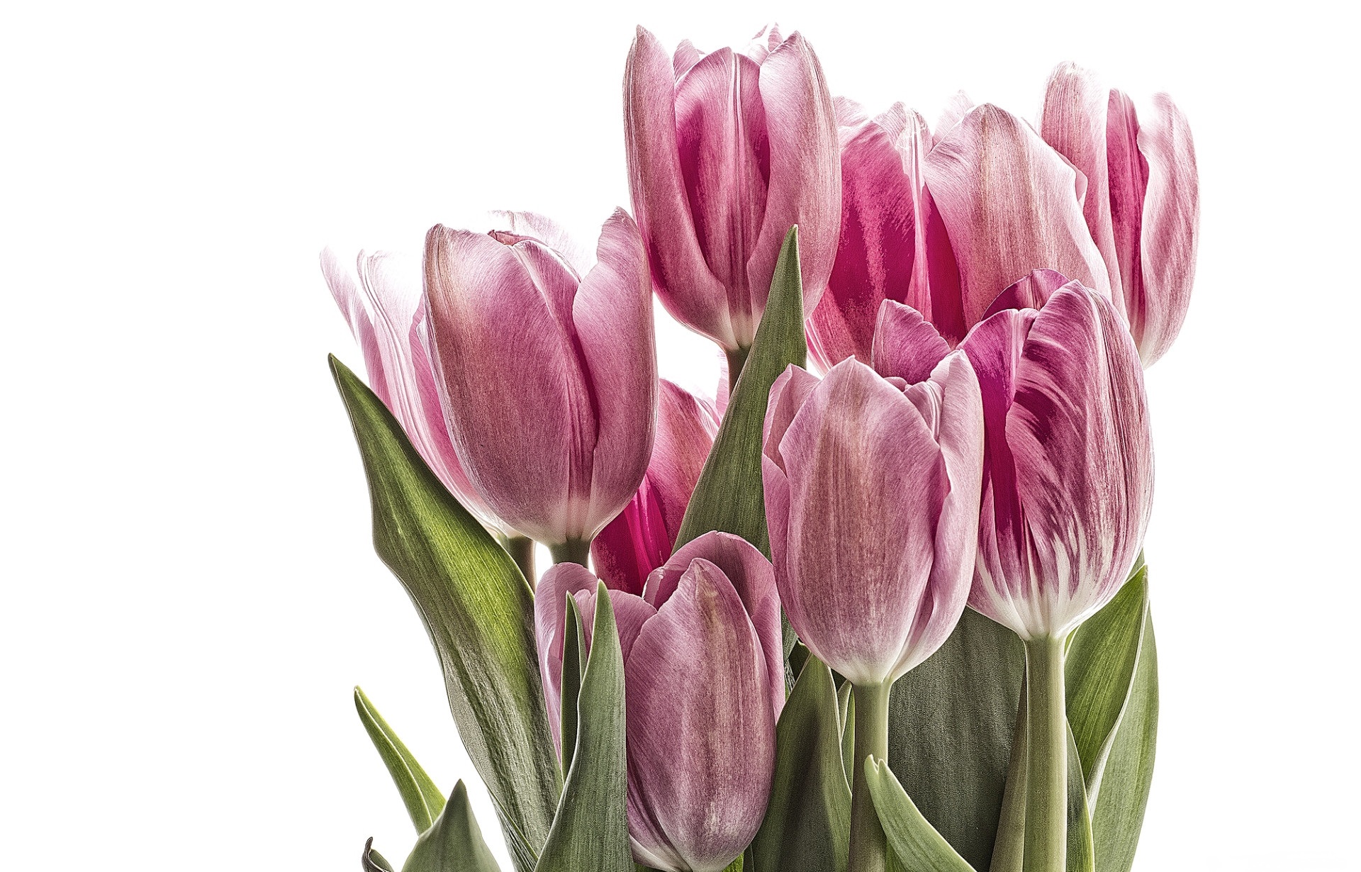 Free download wallpaper Tulip, Flowers, Earth on your PC desktop