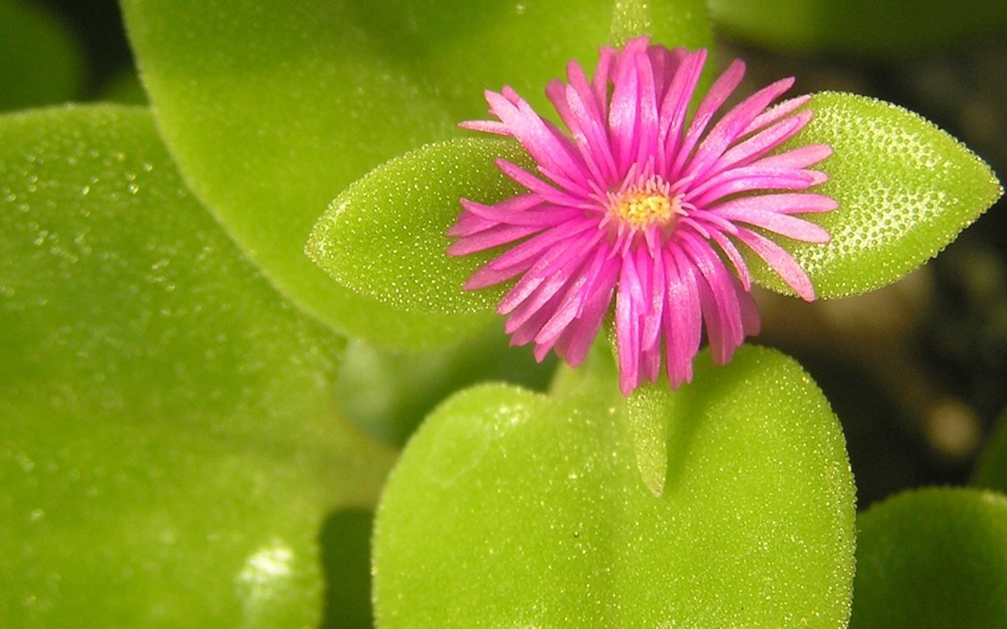 Téléchargez gratuitement l'image Fleurs, Fleur, Terre/nature sur le bureau de votre PC