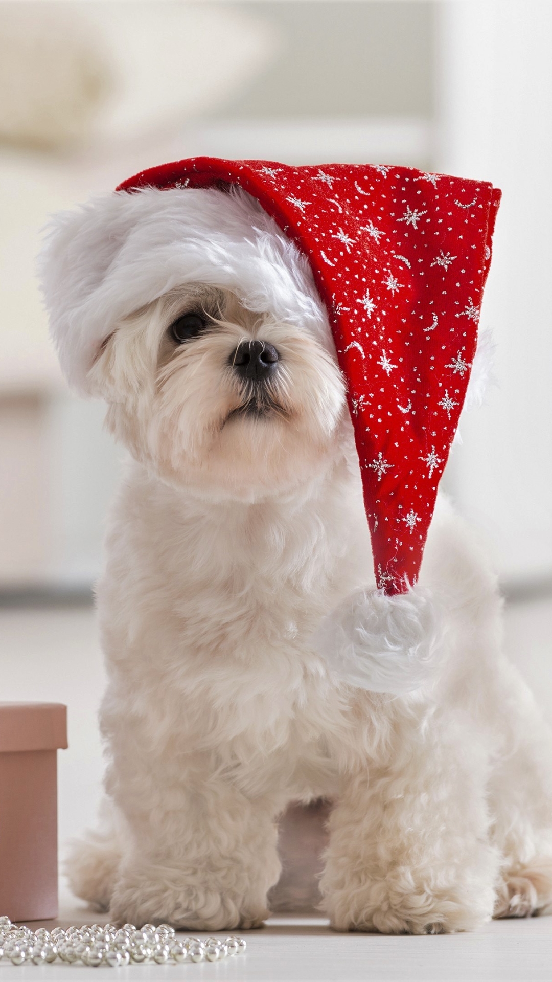 Handy-Wallpaper Feiertage, Weihnachten, Hund, Geschenk, Weihnachtsbaum, Maltesisch, Ferien, Feiertag, Weihnachtsmütze kostenlos herunterladen.
