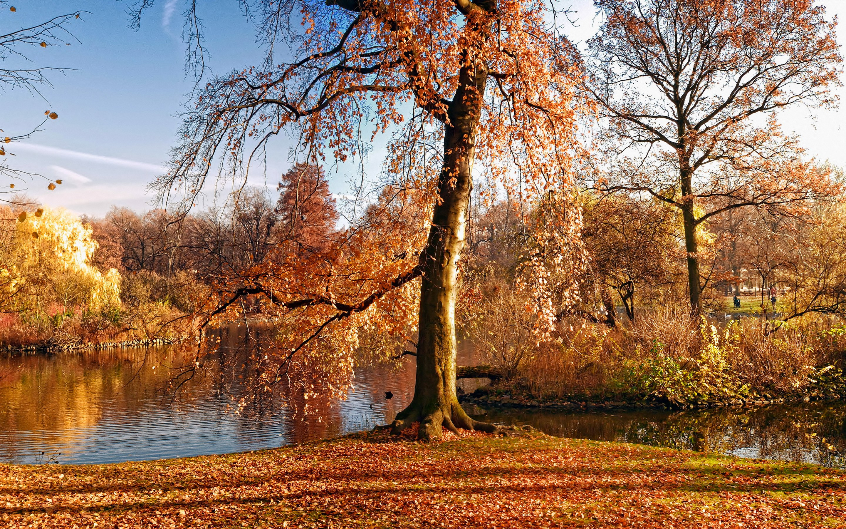 Free download wallpaper Tree, Fall, Earth on your PC desktop