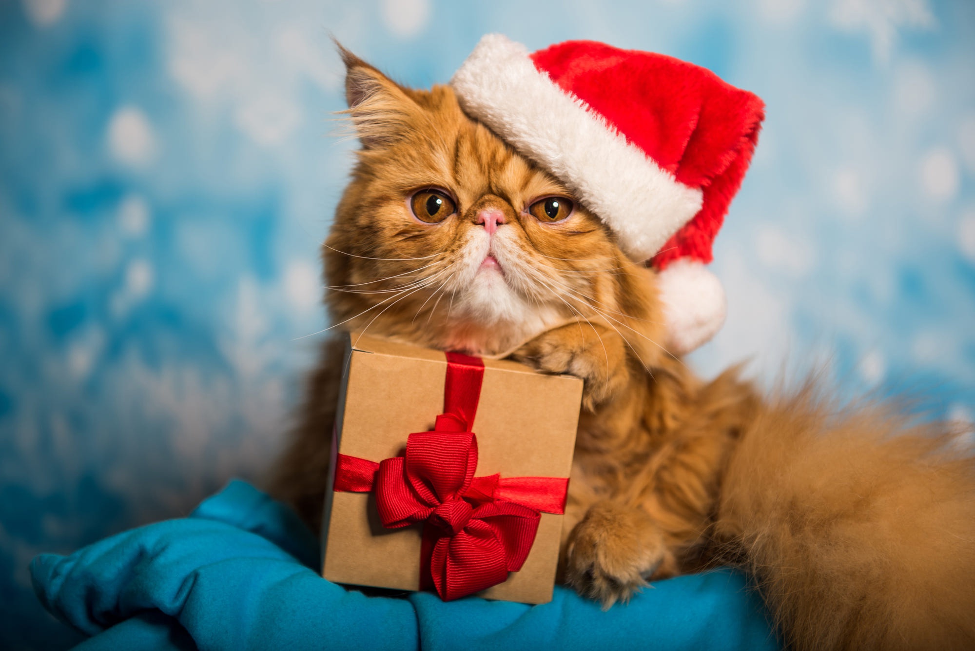 無料モバイル壁紙動物, 猫, 贈り物, ペルシャ猫をダウンロードします。