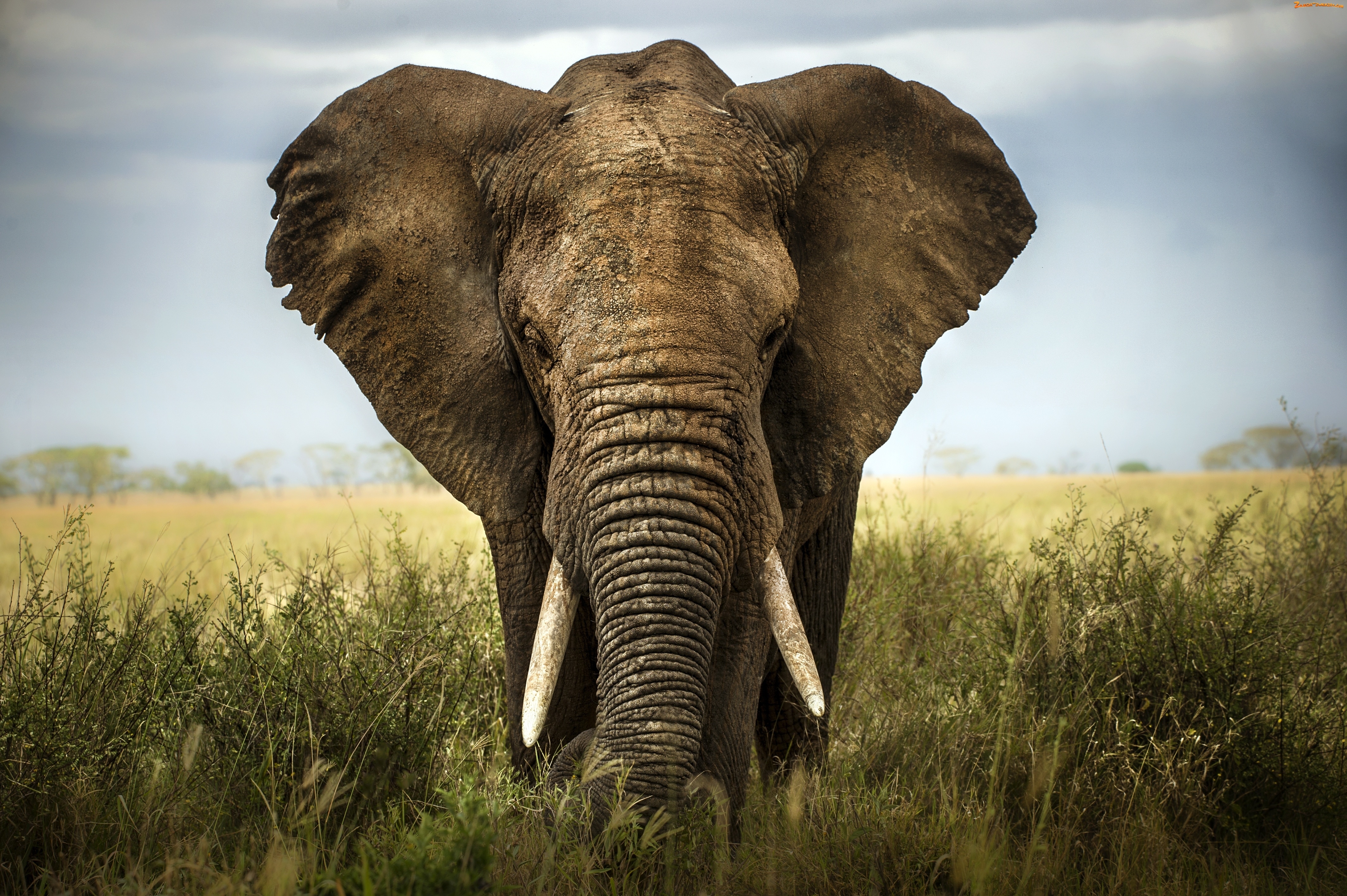 334169画像をダウンロード動物, アフリカゾウ, 草, ゾウ-壁紙とスクリーンセーバーを無料で