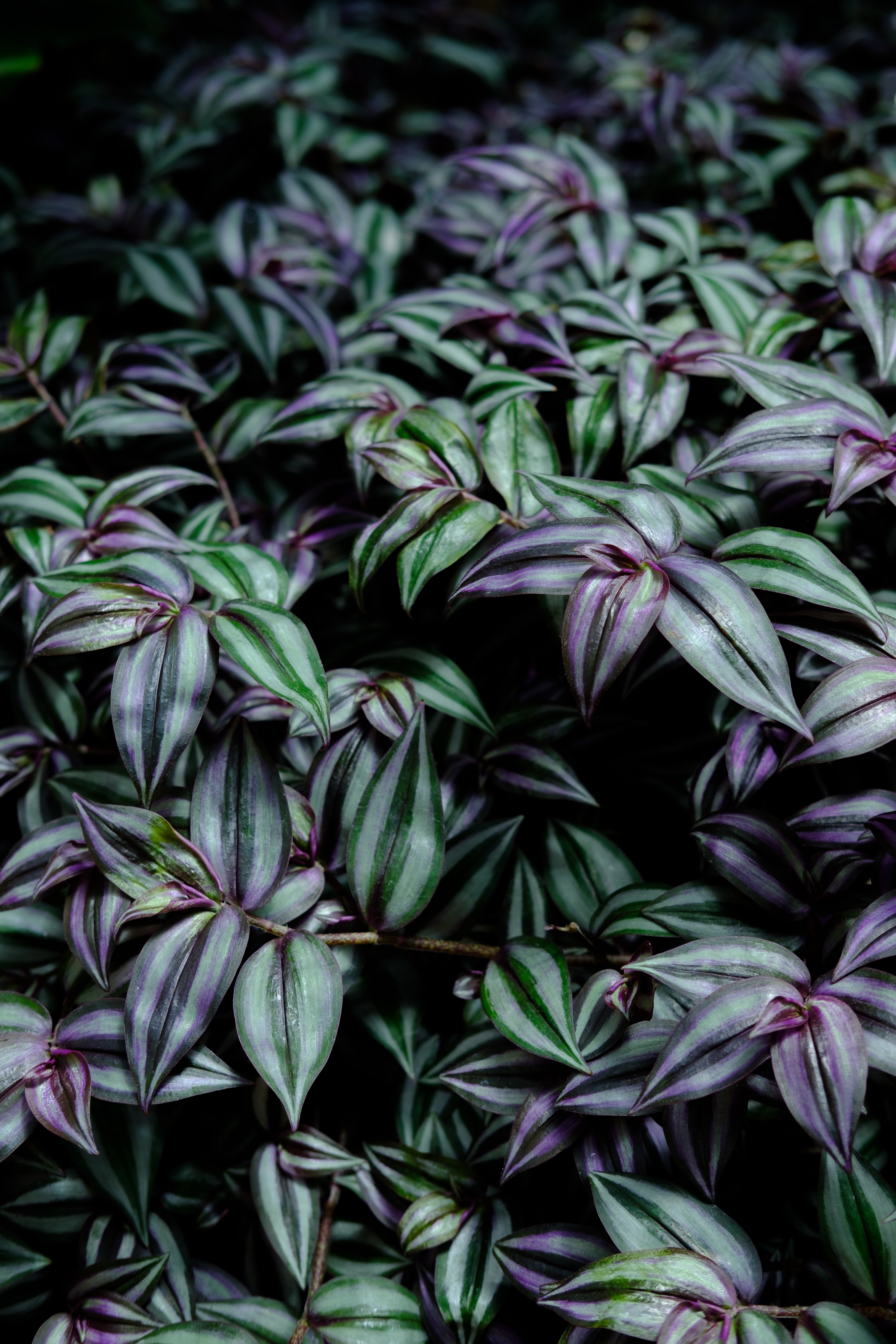 Free download wallpaper Nature, Leaves, Violet, Plant, Purple on your PC desktop