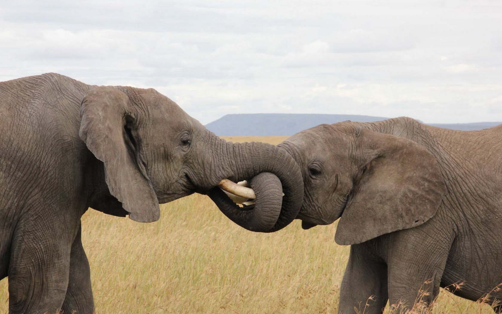 Téléchargez des papiers peints mobile Animaux, Éléphant De Savane D'afrique gratuitement.