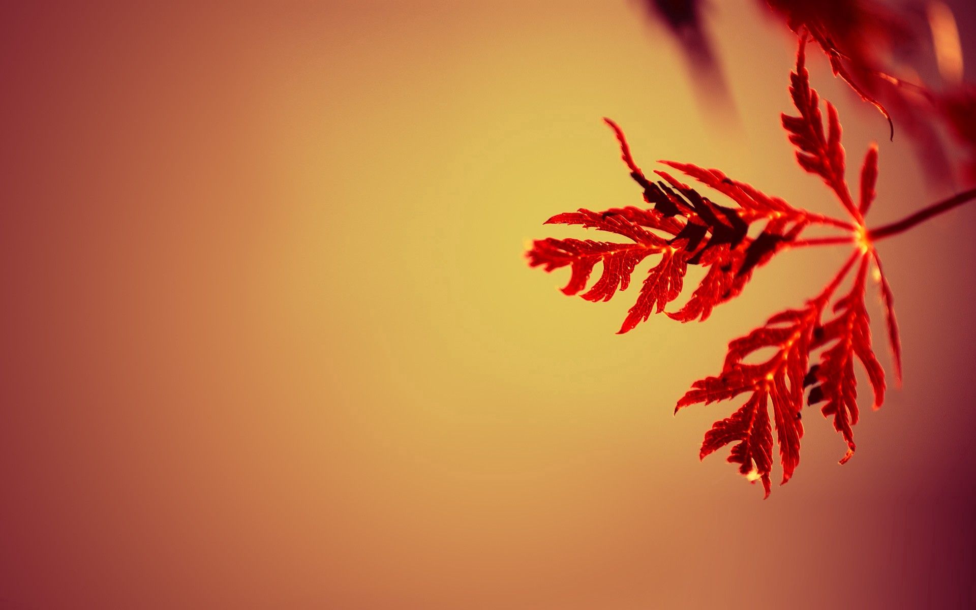 1920 x 1080 picture sheet, red, macro, leaf, carved, branch