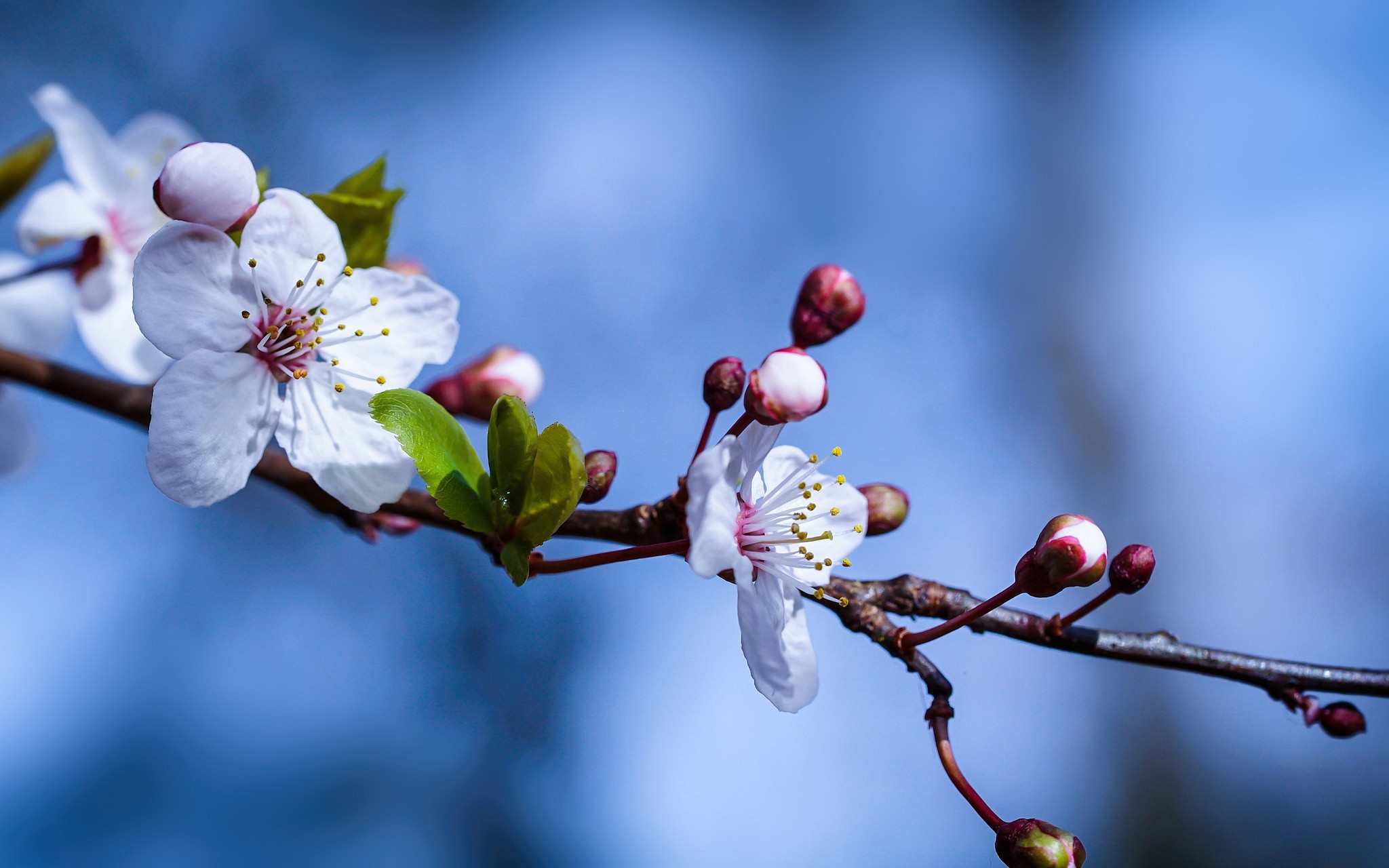 Descarga gratis la imagen Flores, Florecer, Rama, Primavera, Tierra/naturaleza en el escritorio de tu PC