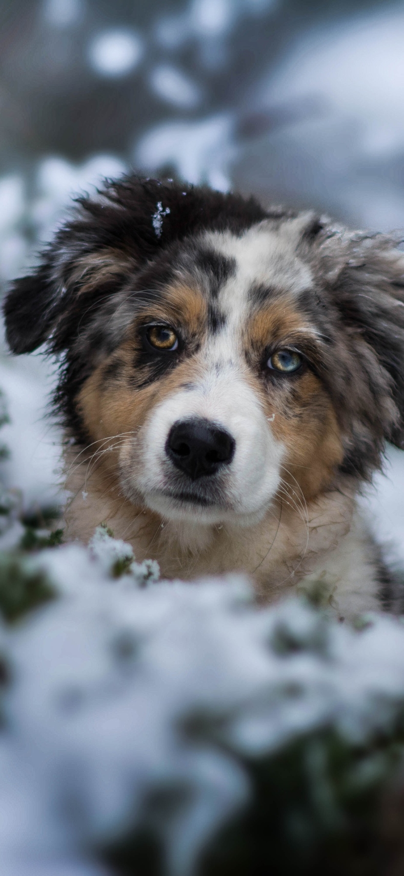 Download mobile wallpaper Dogs, Dog, Animal, Puppy, Australian Shepherd, Baby Animal for free.