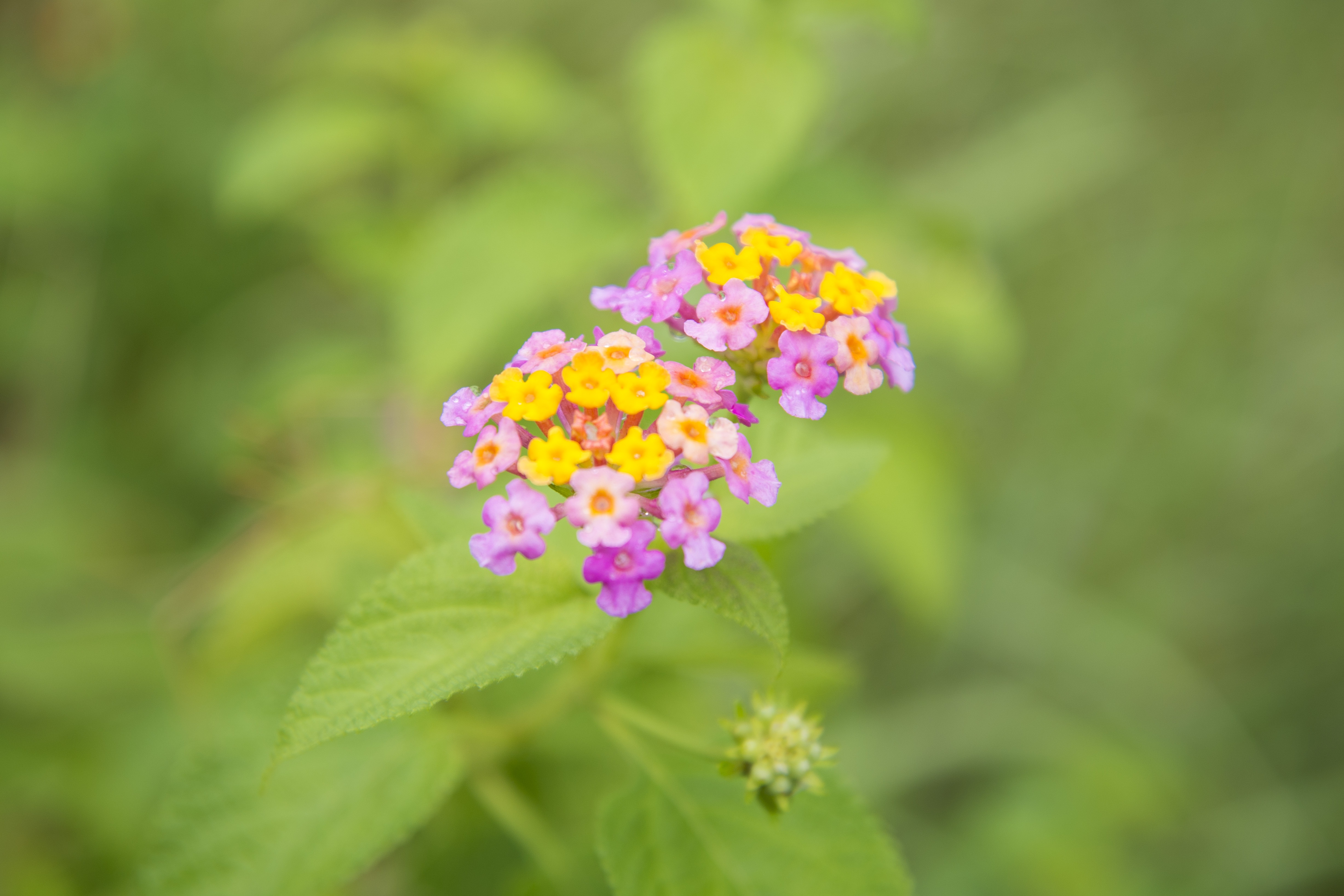 Free download wallpaper Flowers, Macro, Blur, Smooth, Greens on your PC desktop