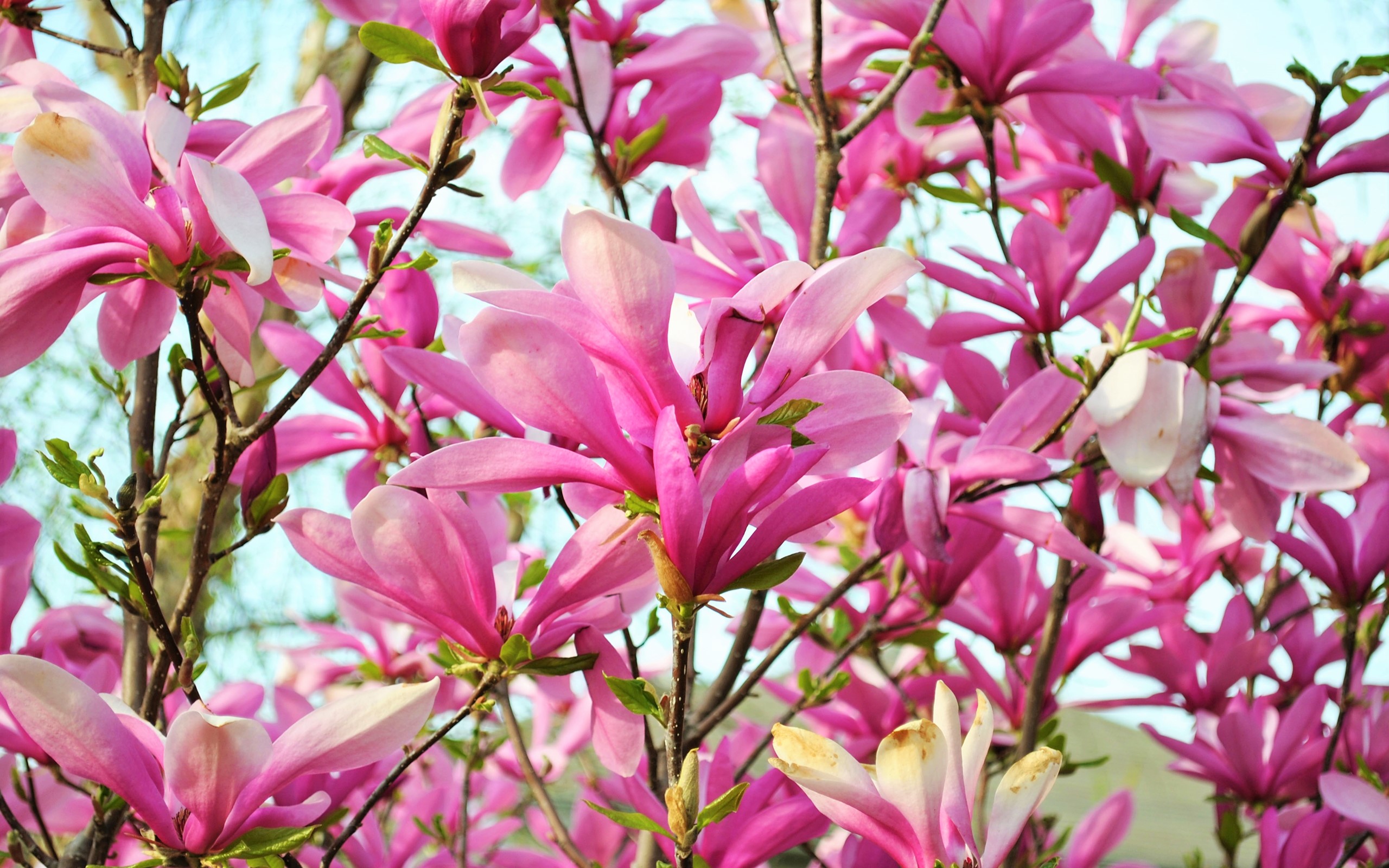 earth, magnolia, blossom, branch, flower, pink flower, trees