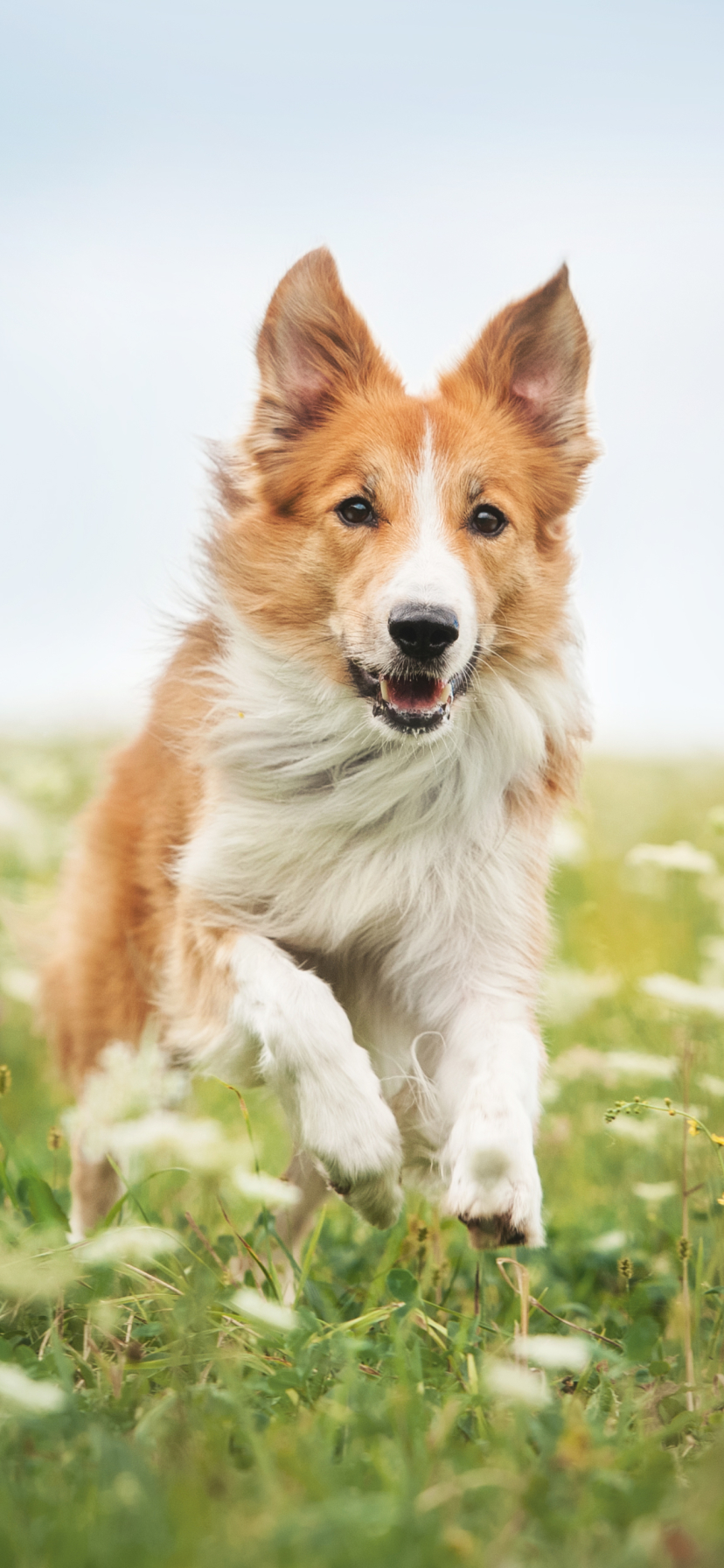 Download mobile wallpaper Dogs, Dog, Animal, Border Collie for free.