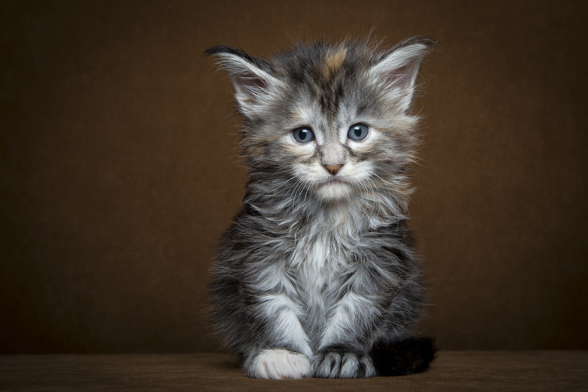 Baixe gratuitamente a imagem Animais, Gatos, Gato, Gatinho, Fofo na área de trabalho do seu PC