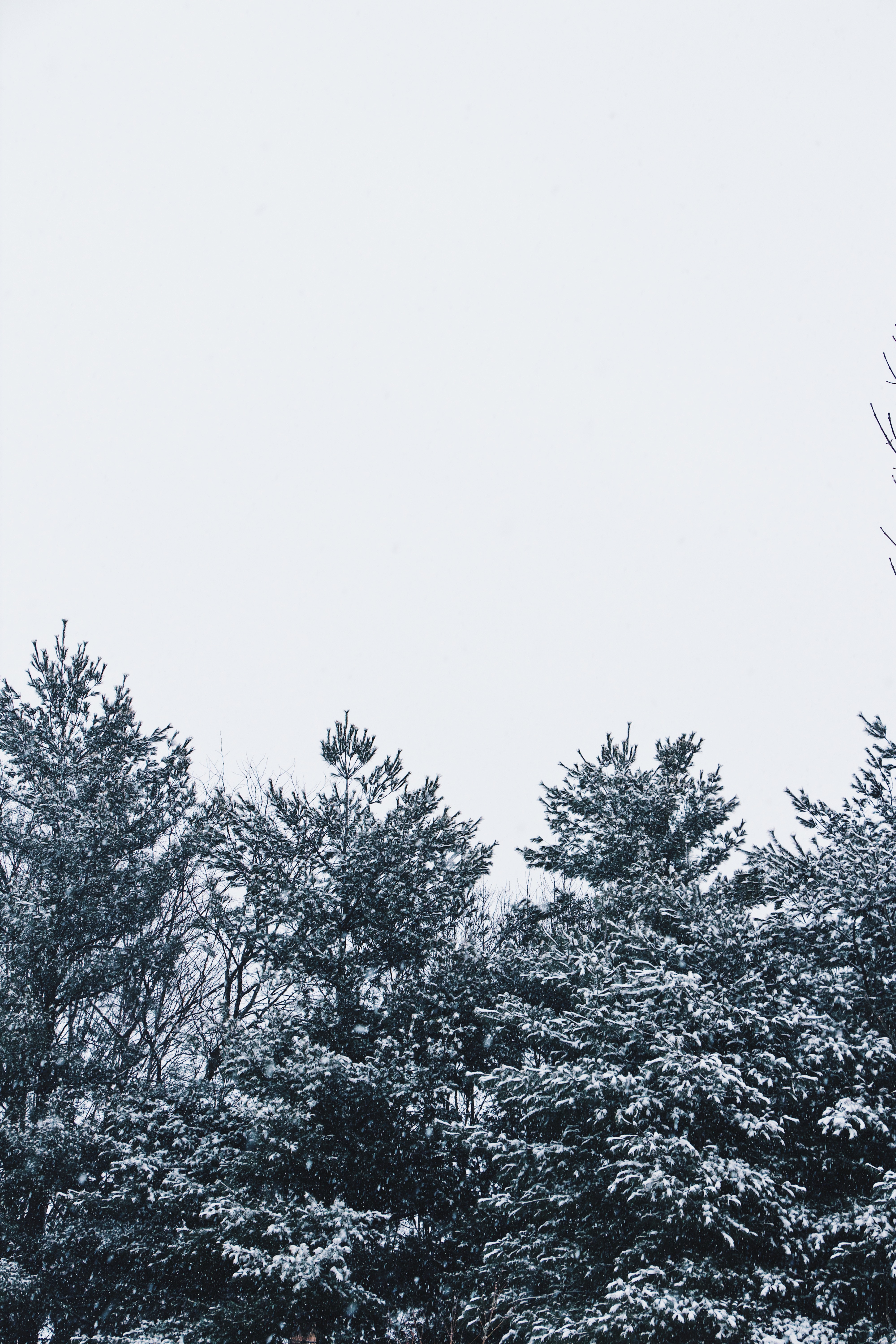 Скачать картинку Белый, Небо, Снег, Деревья, Природа в телефон бесплатно.