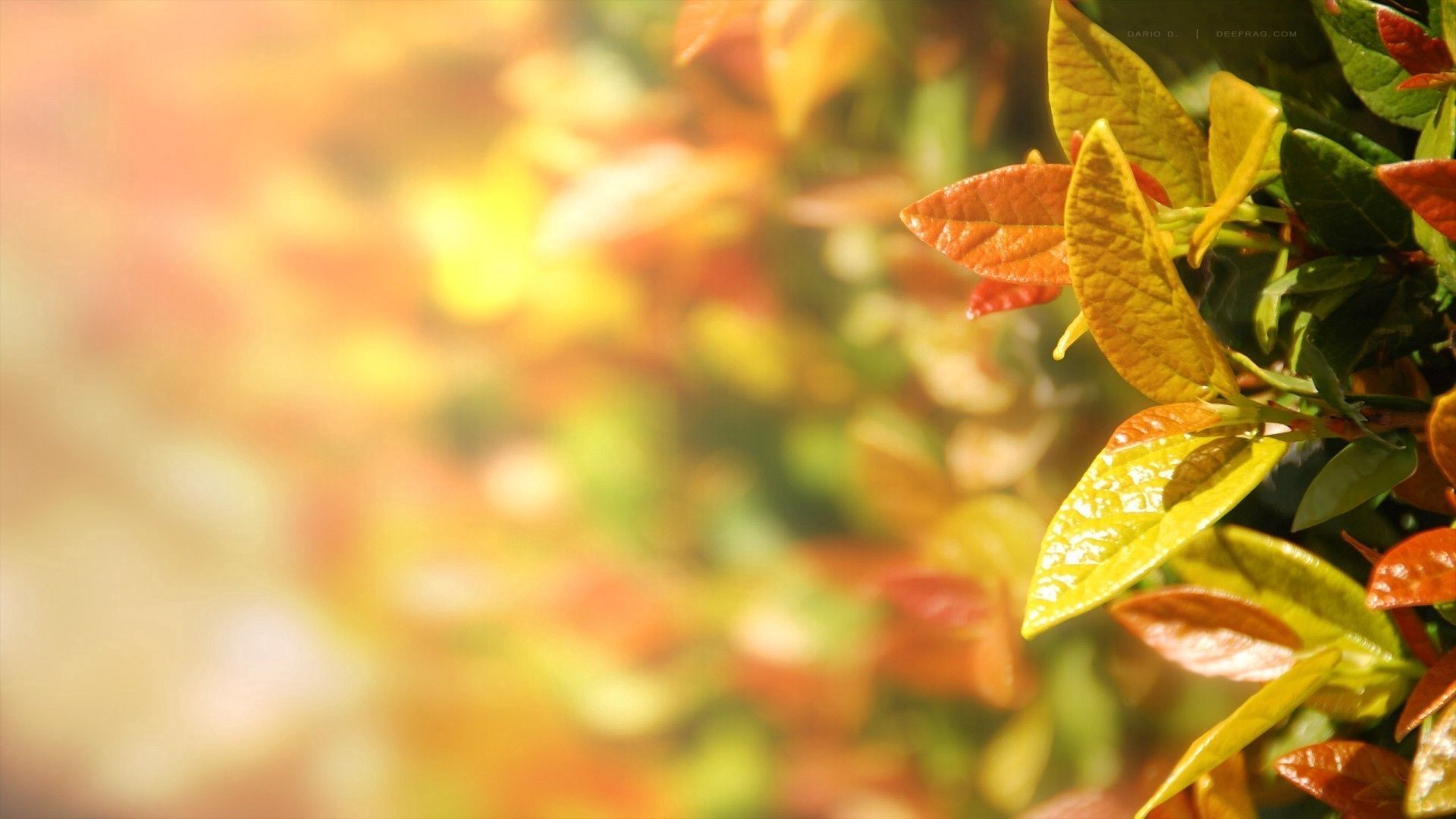 Скачать картинку Макро, Листья, Разноцветный, Осень в телефон бесплатно.