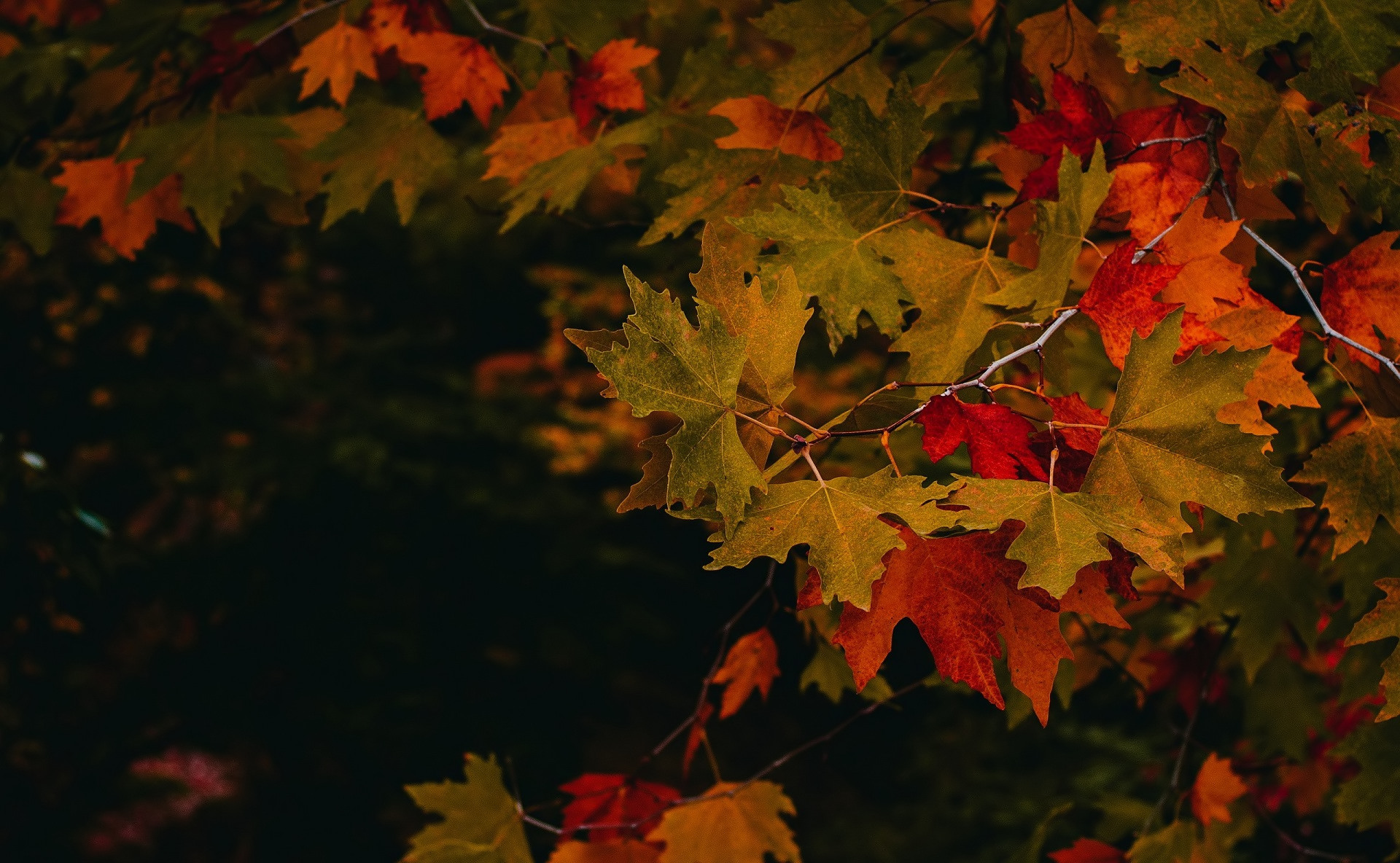 Free download wallpaper Leaf, Fall, Earth on your PC desktop