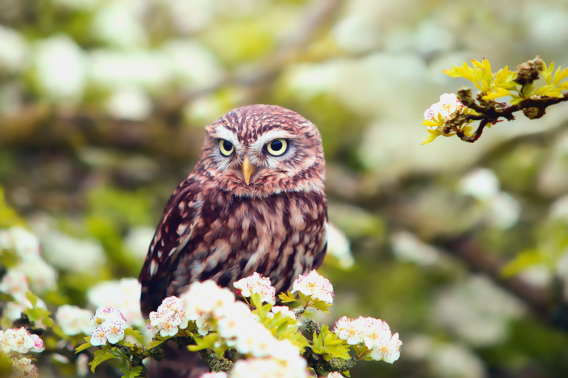 Download mobile wallpaper Birds, Owl, Bird, Animal, White Flower, Blossom, Depth Of Field for free.