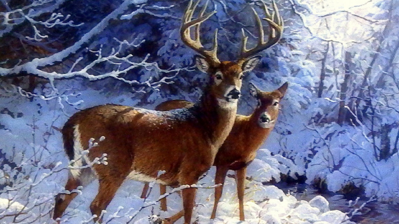 無料モバイル壁紙動物, 冬, 雪, 鹿をダウンロードします。