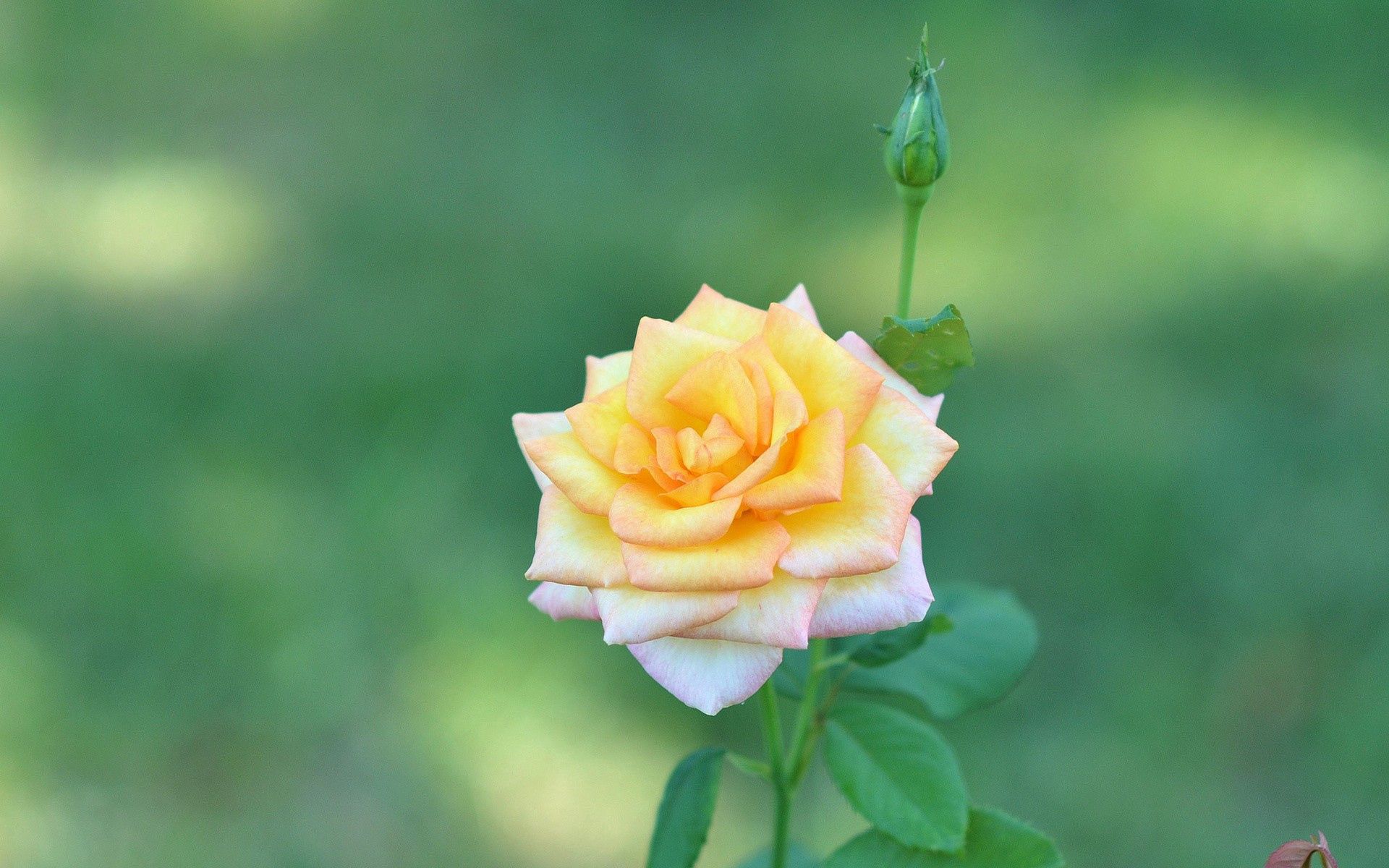 Téléchargez gratuitement l'image Flou, Lisse, Une Rose, Fleurs, Rose sur le bureau de votre PC