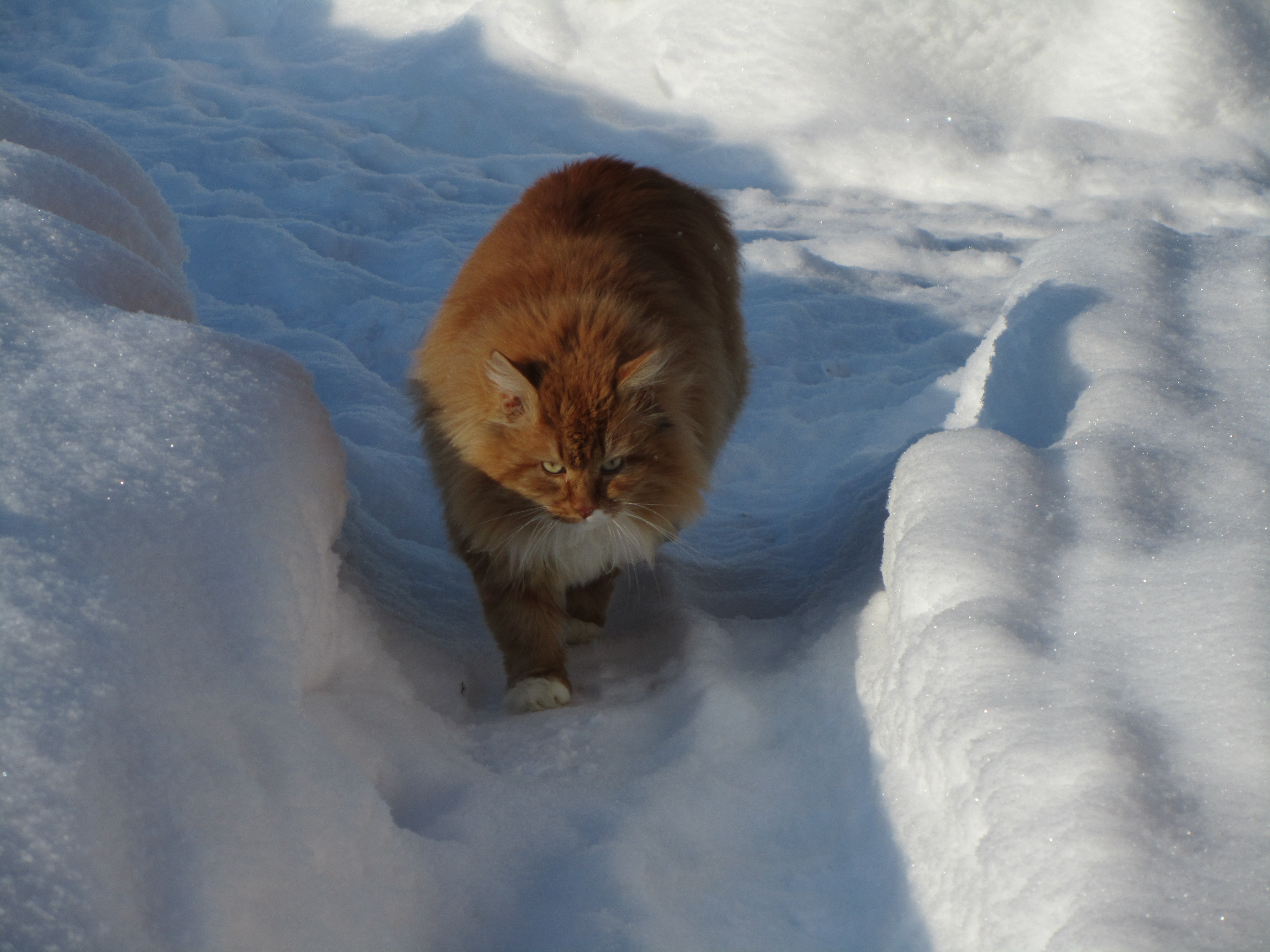 Handy-Wallpaper Tiere, Katze kostenlos herunterladen.