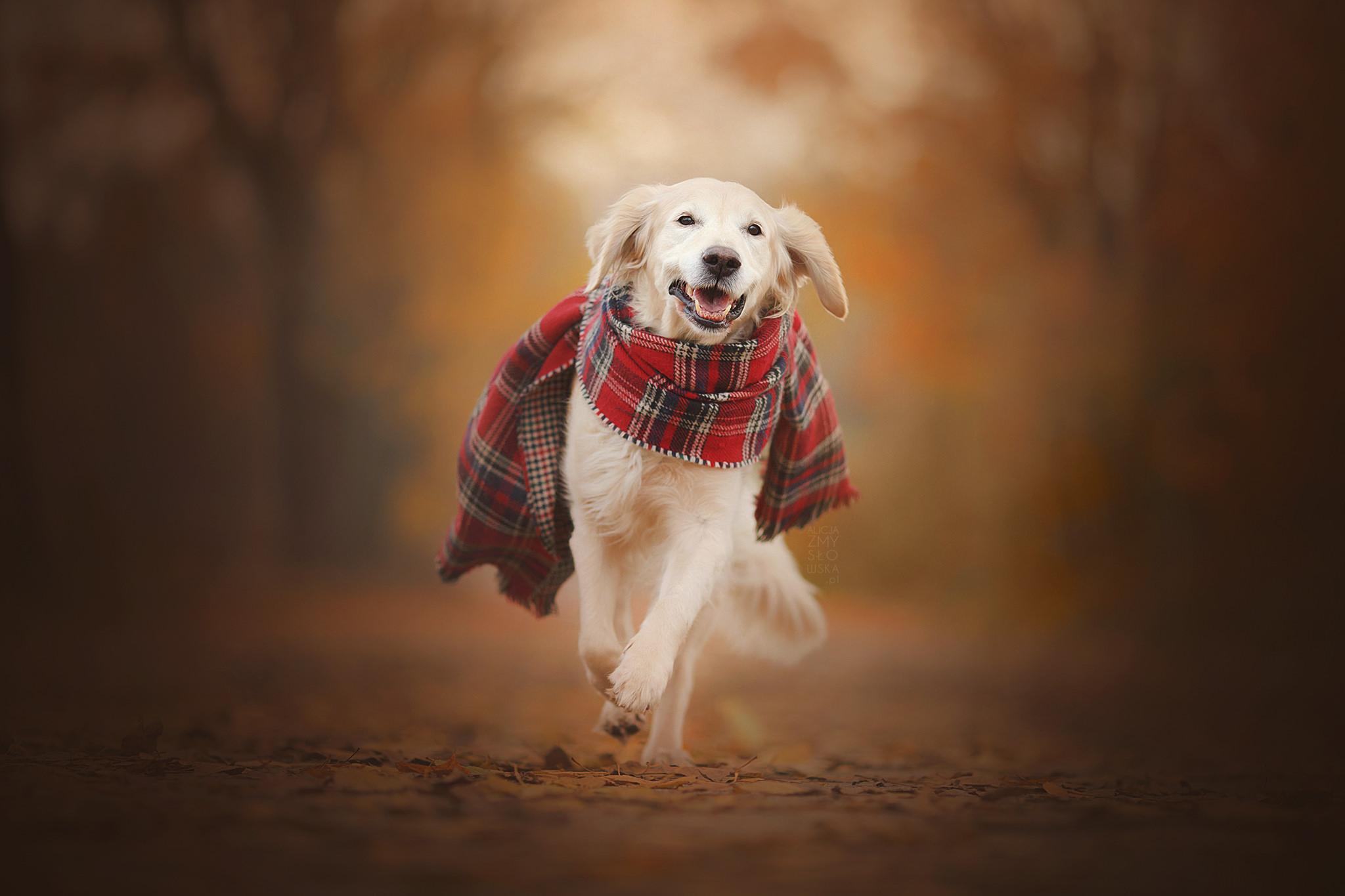Download mobile wallpaper Dogs, Dog, Animal, Golden Retriever, Scarf, Depth Of Field for free.