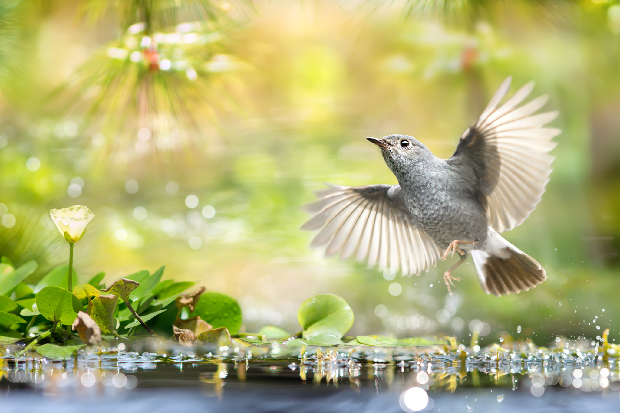 Download mobile wallpaper Birds, Water, Bird, Animal, Wings, Sunny for free.