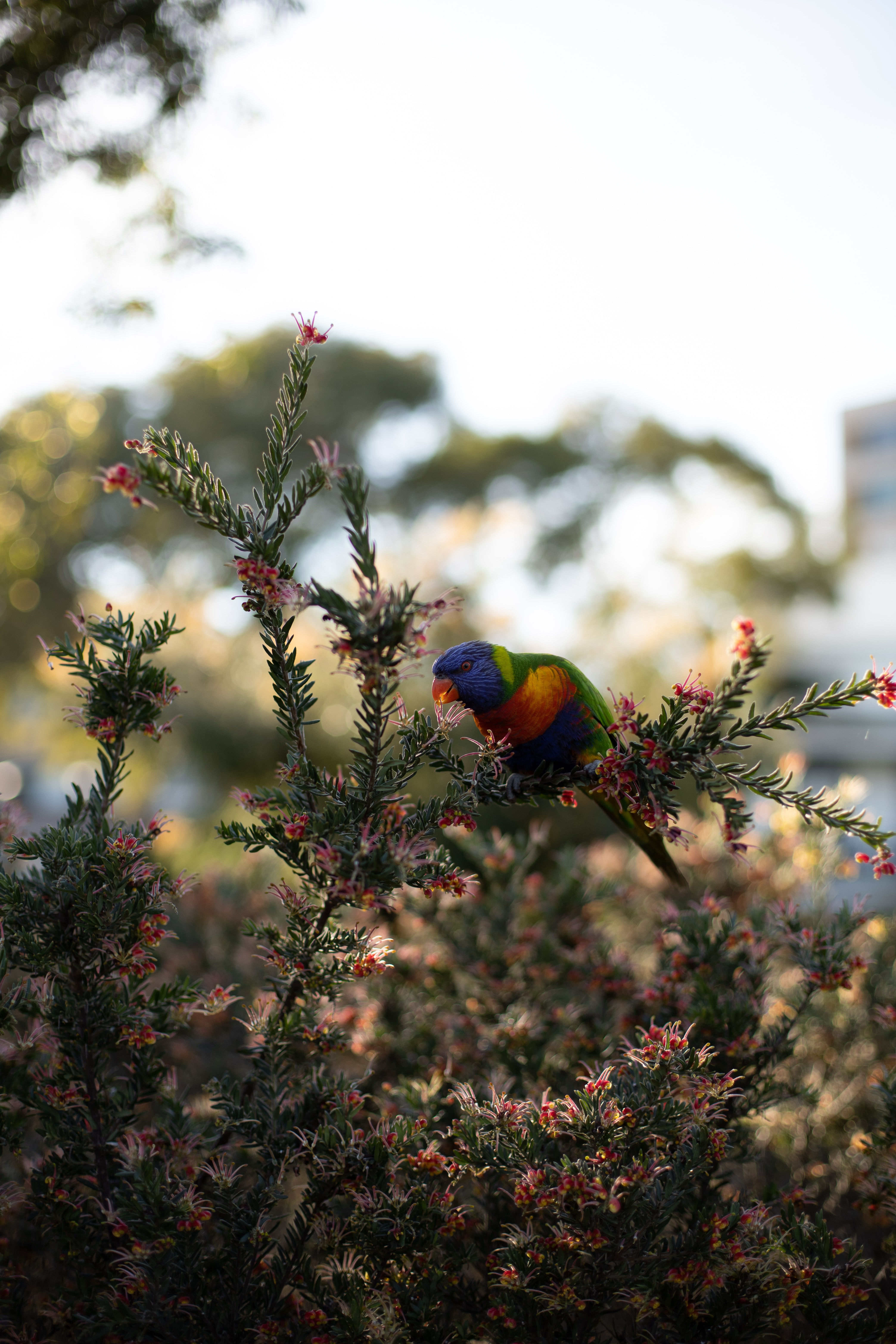 Free download wallpaper Animals, Branches, Plant, Bright, Bird, Parrots on your PC desktop