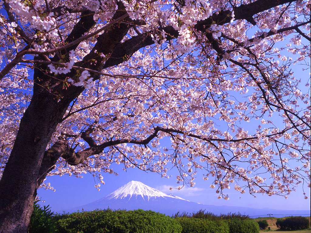 sakura, earth, tree