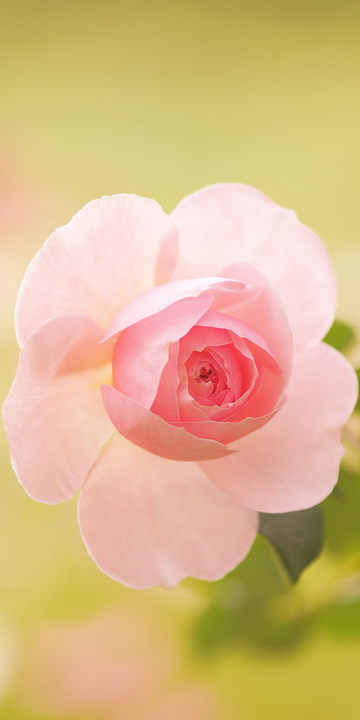 Download mobile wallpaper Nature, Flowers, Flower, Rose, Bud, Blur, Earth, Pink Flower for free.