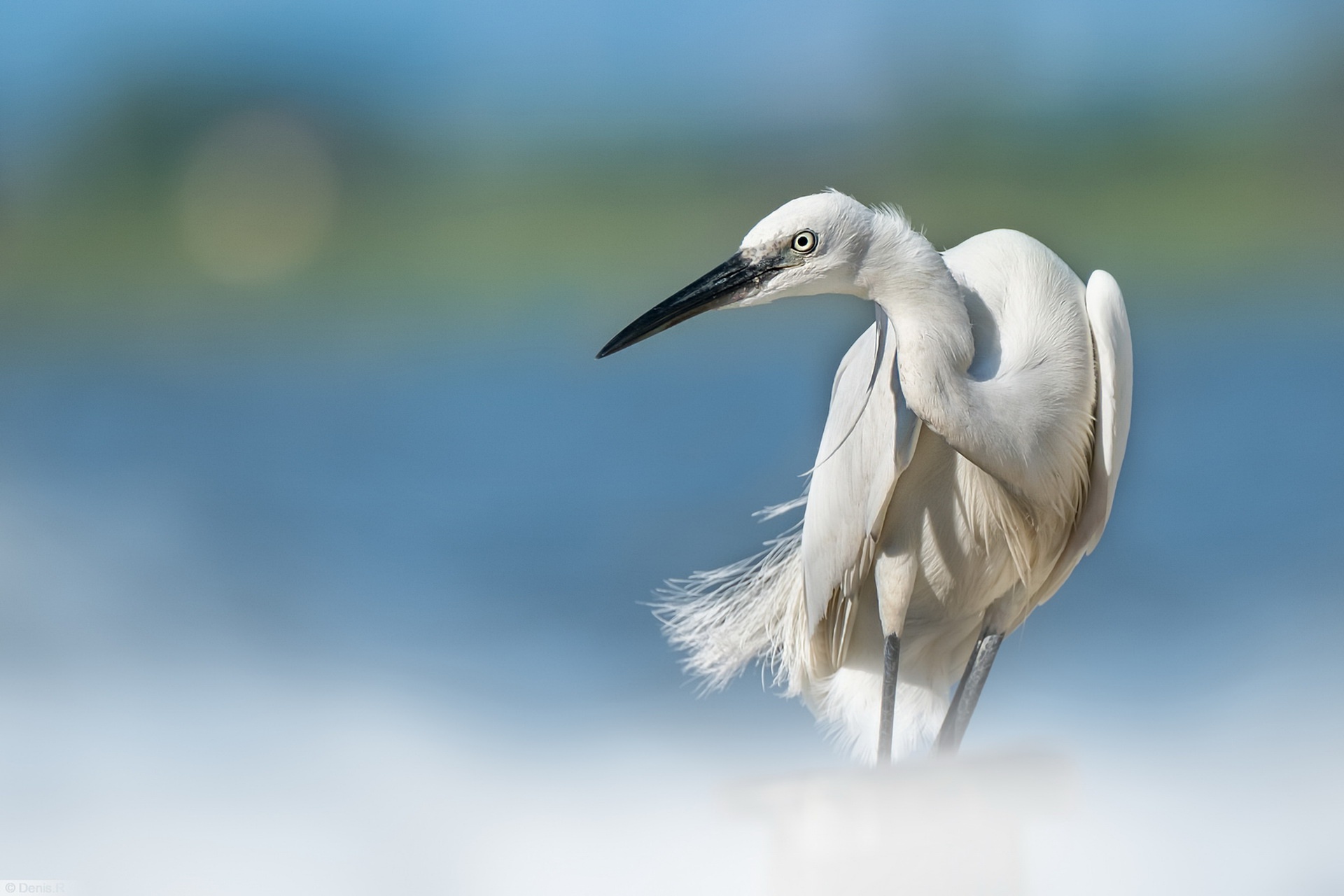 Download mobile wallpaper Birds, Bird, Blur, Animal, Egret for free.