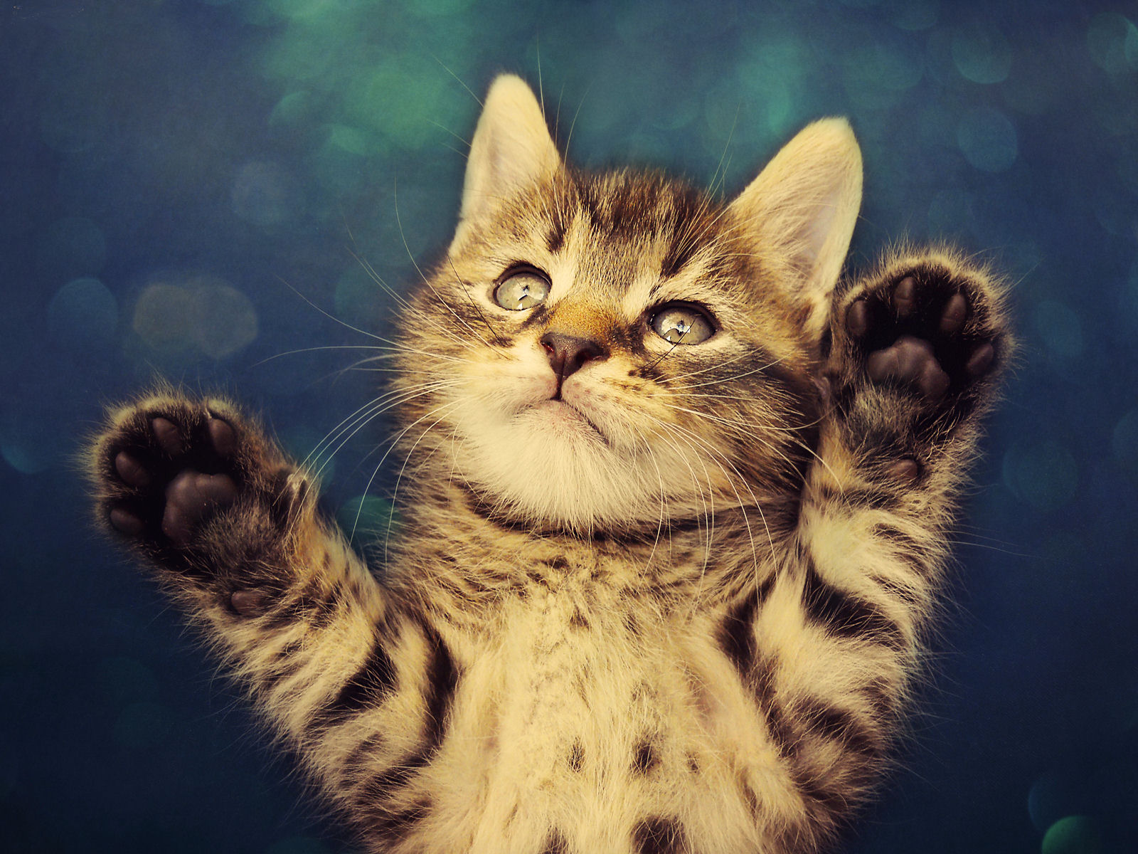 Free download wallpaper Cat, Cats, Animal on your PC desktop