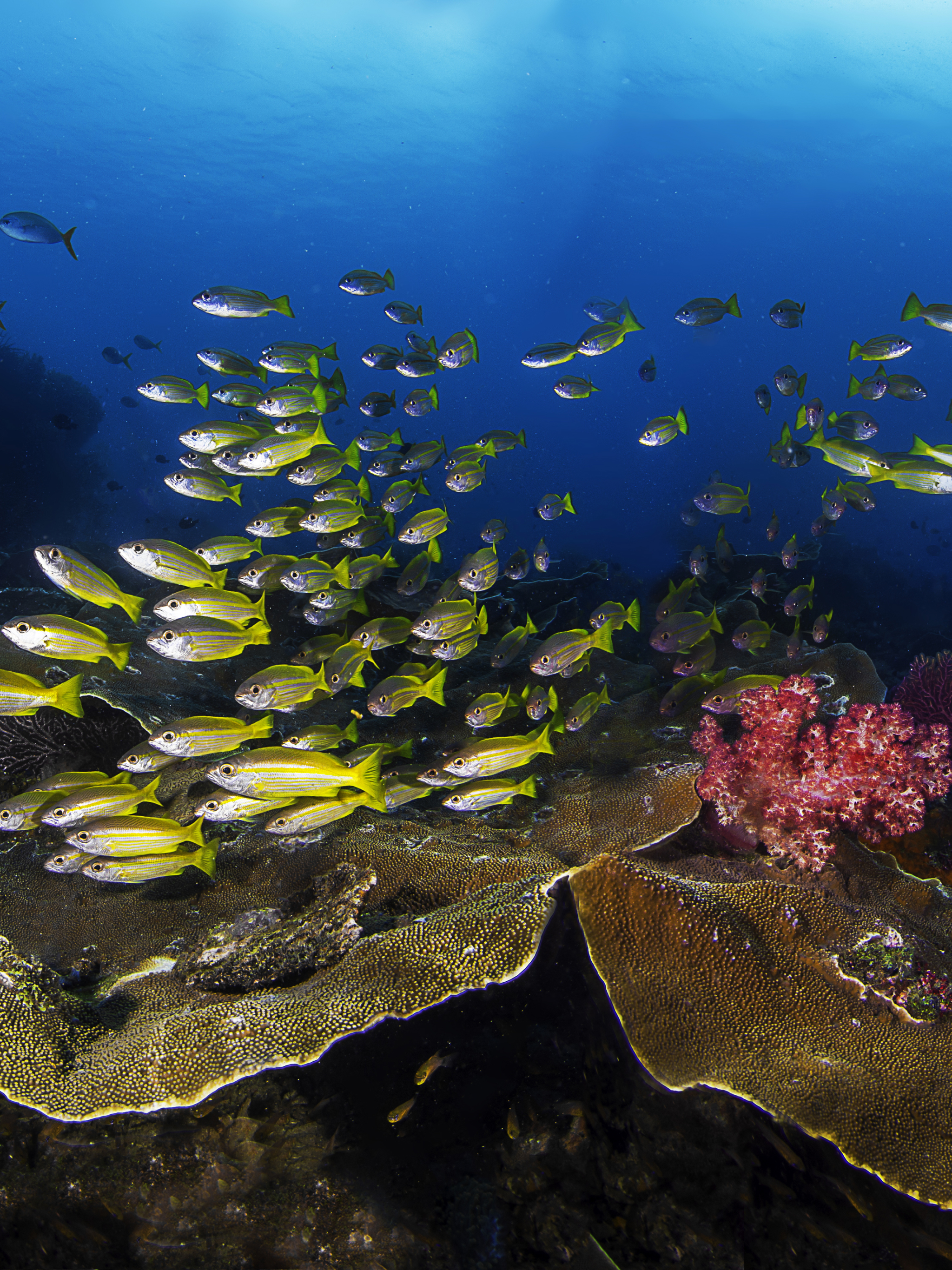 Laden Sie das Tiere, Fische, Koralle, Fisch, Unterwasser, Seeleben, Leben Im Meer-Bild kostenlos auf Ihren PC-Desktop herunter