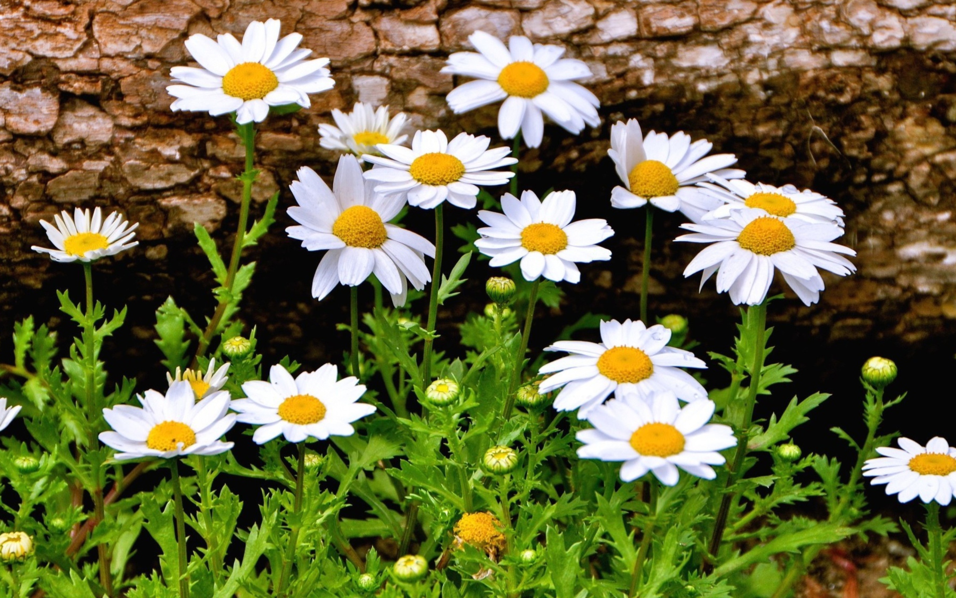 Handy-Wallpaper Blumen, Nahansicht, Frühling, Gänseblümchen, Gras, Weiße Blume, Erde/natur kostenlos herunterladen.