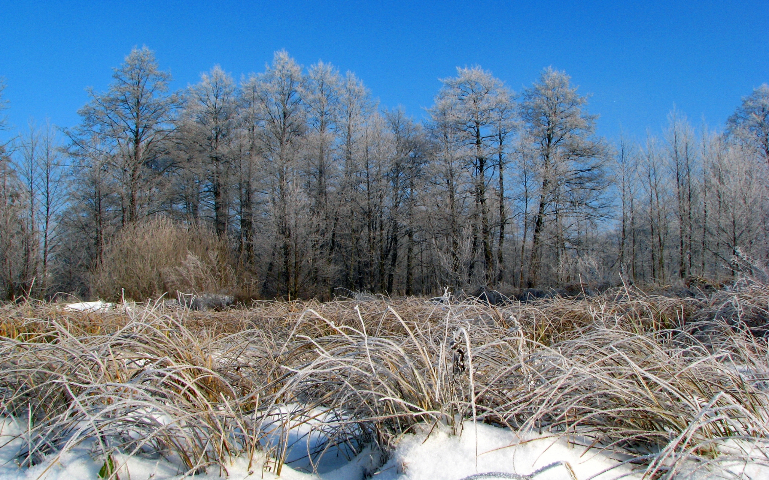 Скачати мобільні шпалери Зима, Дерева, Пейзаж безкоштовно.