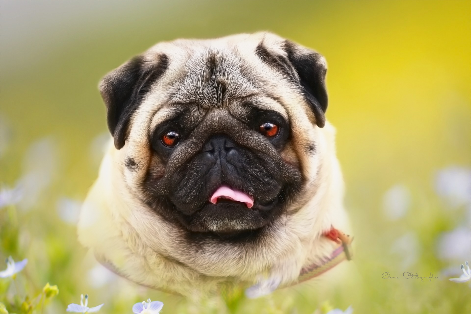 Download mobile wallpaper Pug, Dogs, Dog, Animal for free.