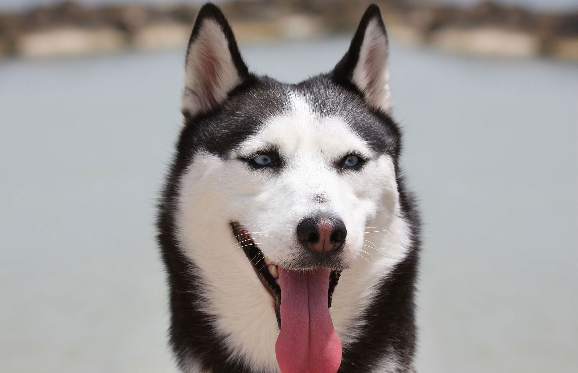 165572 descargar fondo de pantalla animales, husky siberiano, perro, perros: protectores de pantalla e imágenes gratis