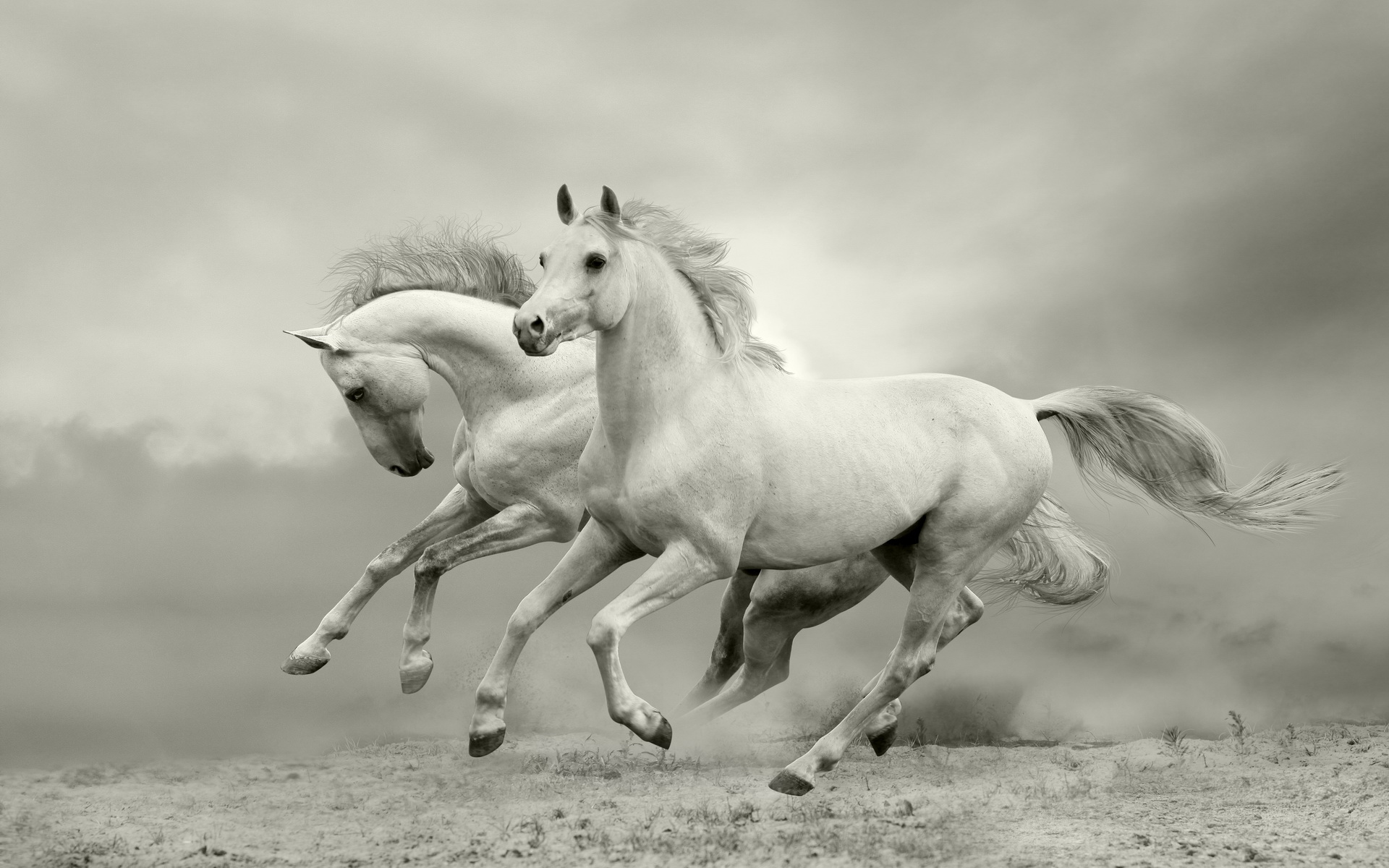 Скачать обои бесплатно Животные, Лошадь картинка на рабочий стол ПК